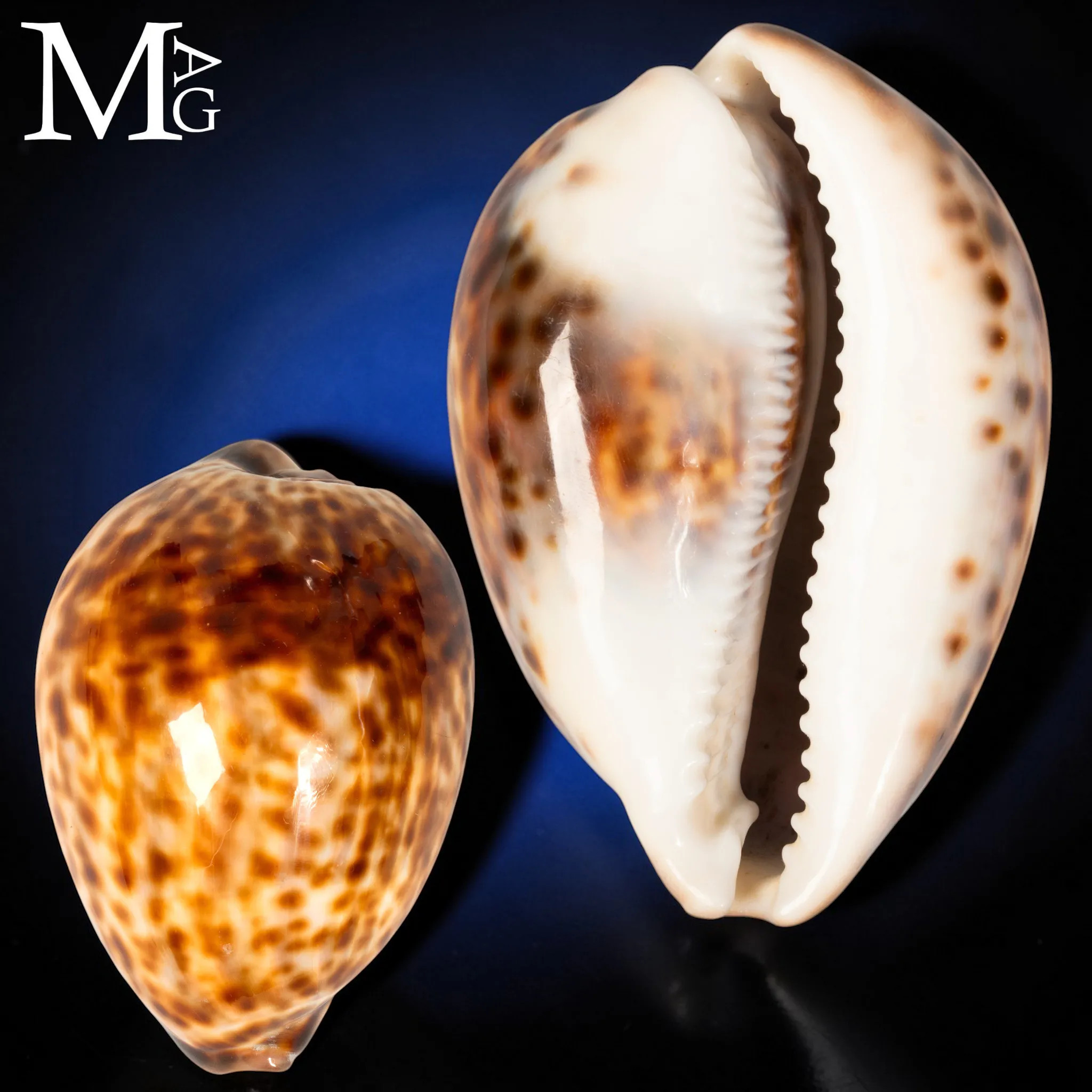 Cypraea Tigris Schilderiana - Gialla Madagascar
