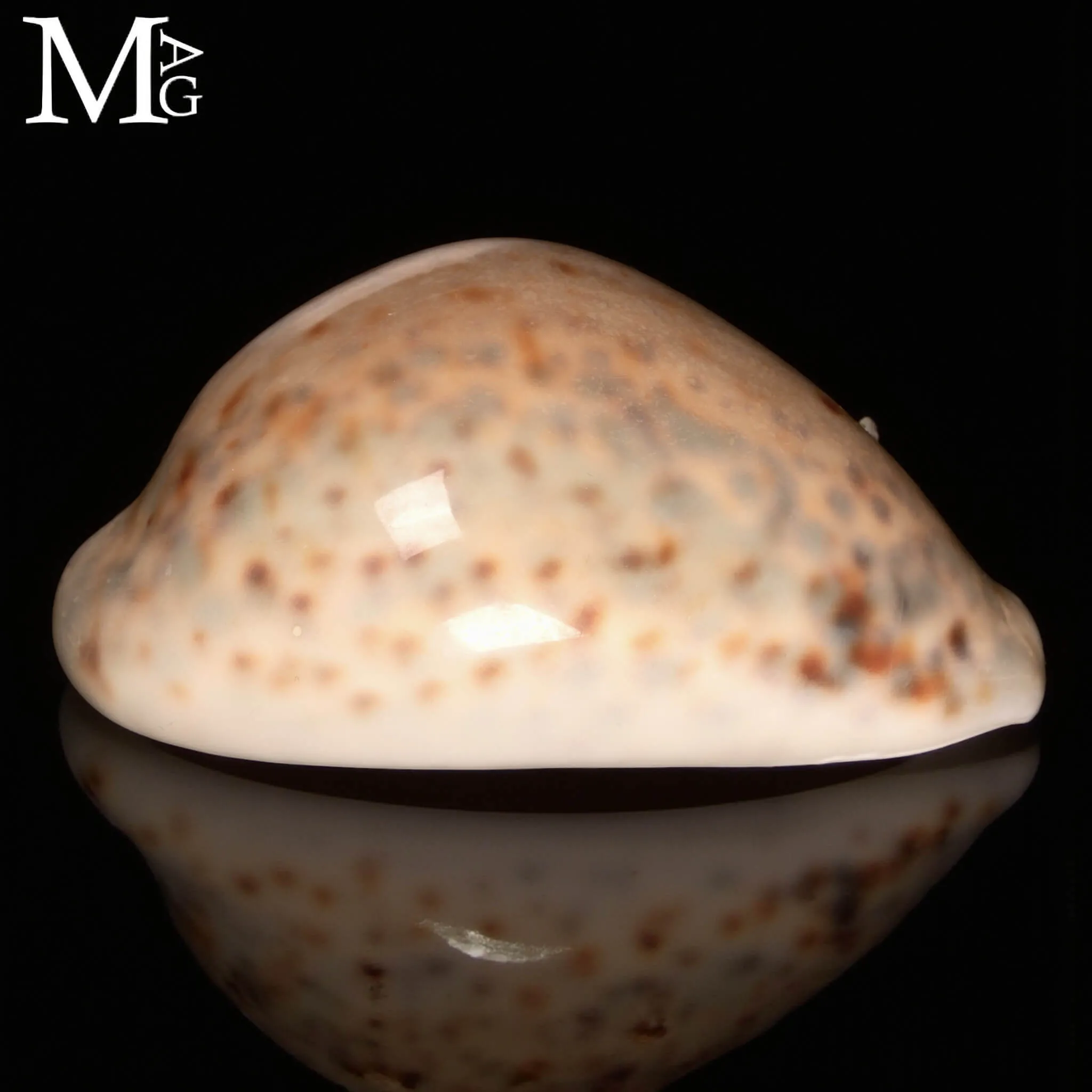Cypraea Tigris – GEM Quality