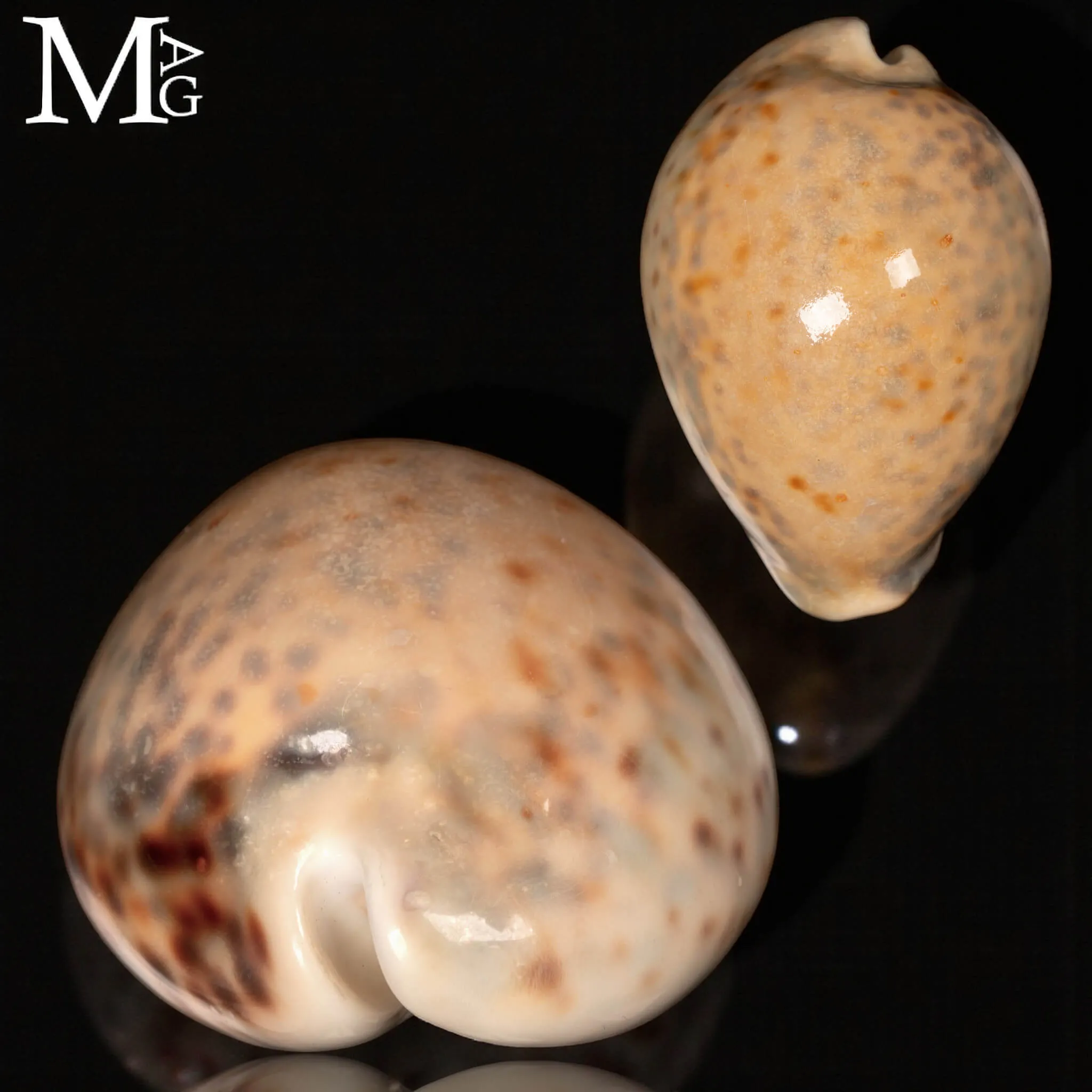 Cypraea Tigris – GEM Quality