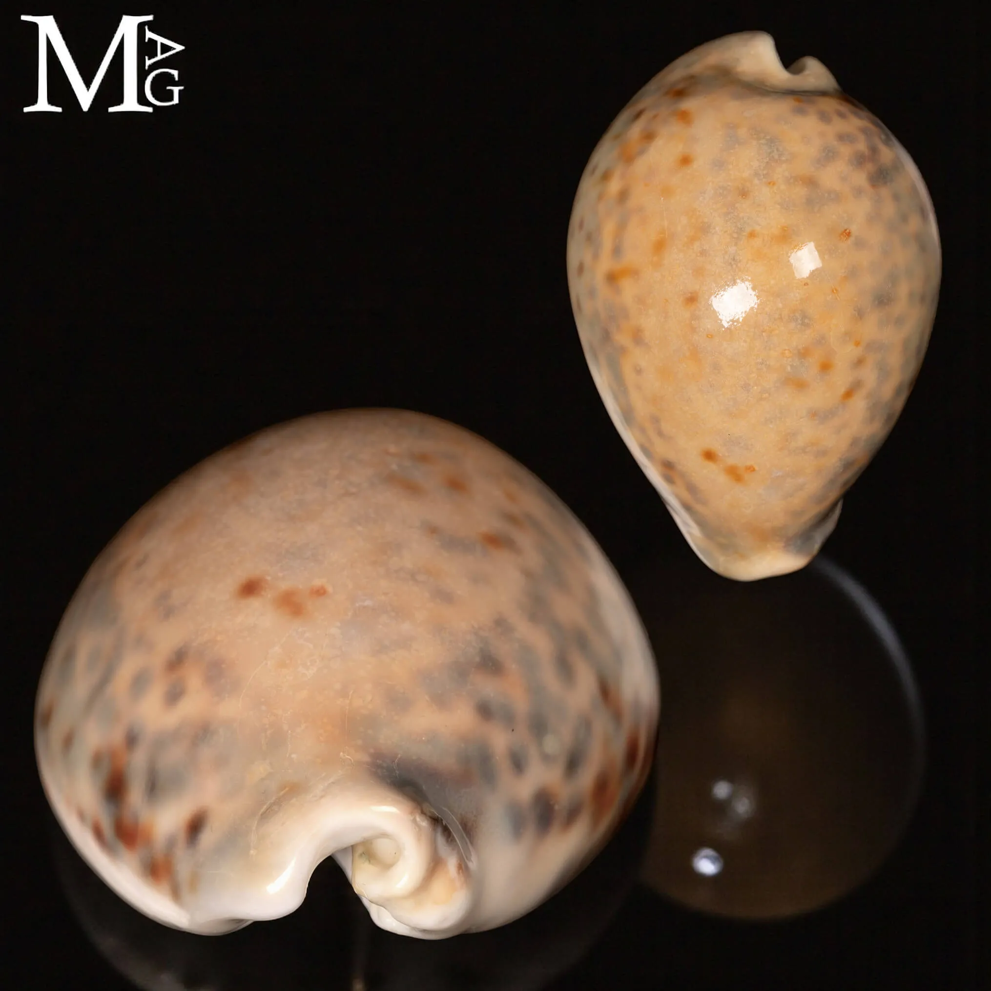 Cypraea Tigris – GEM Quality