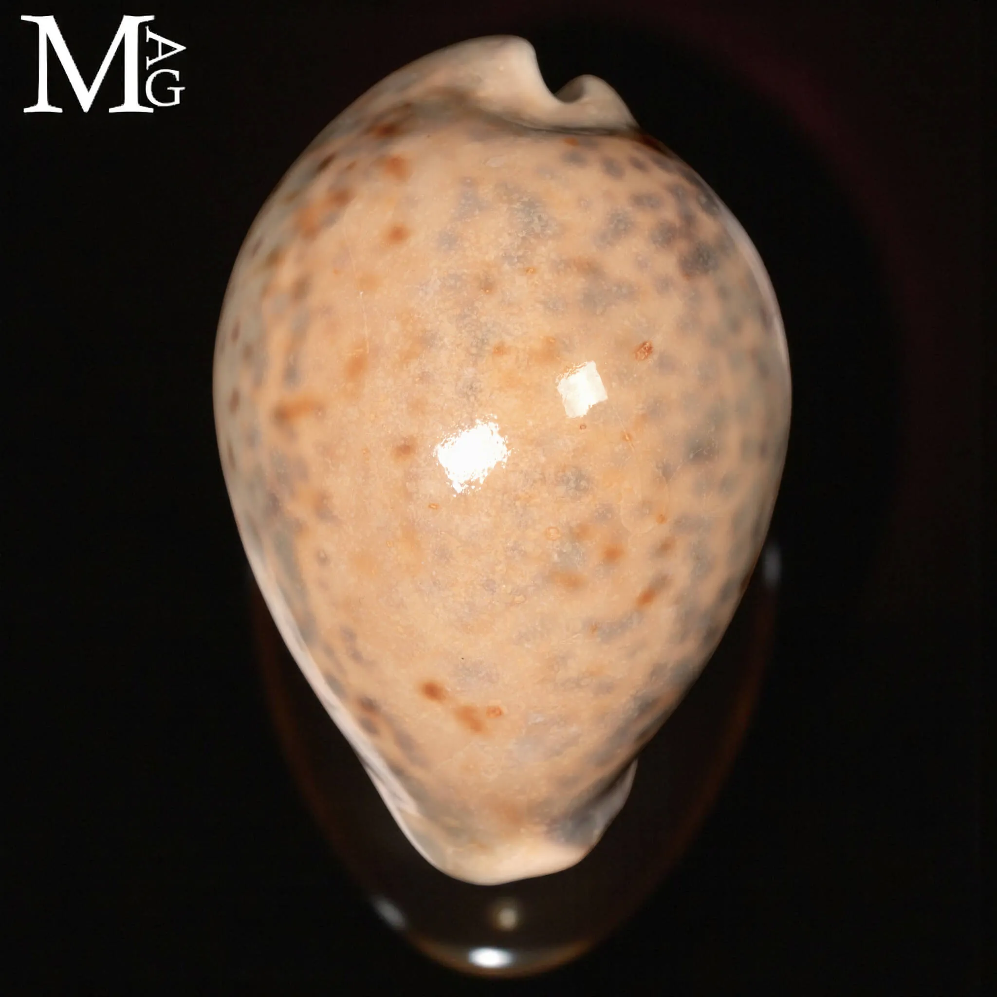 Cypraea Tigris – GEM Quality