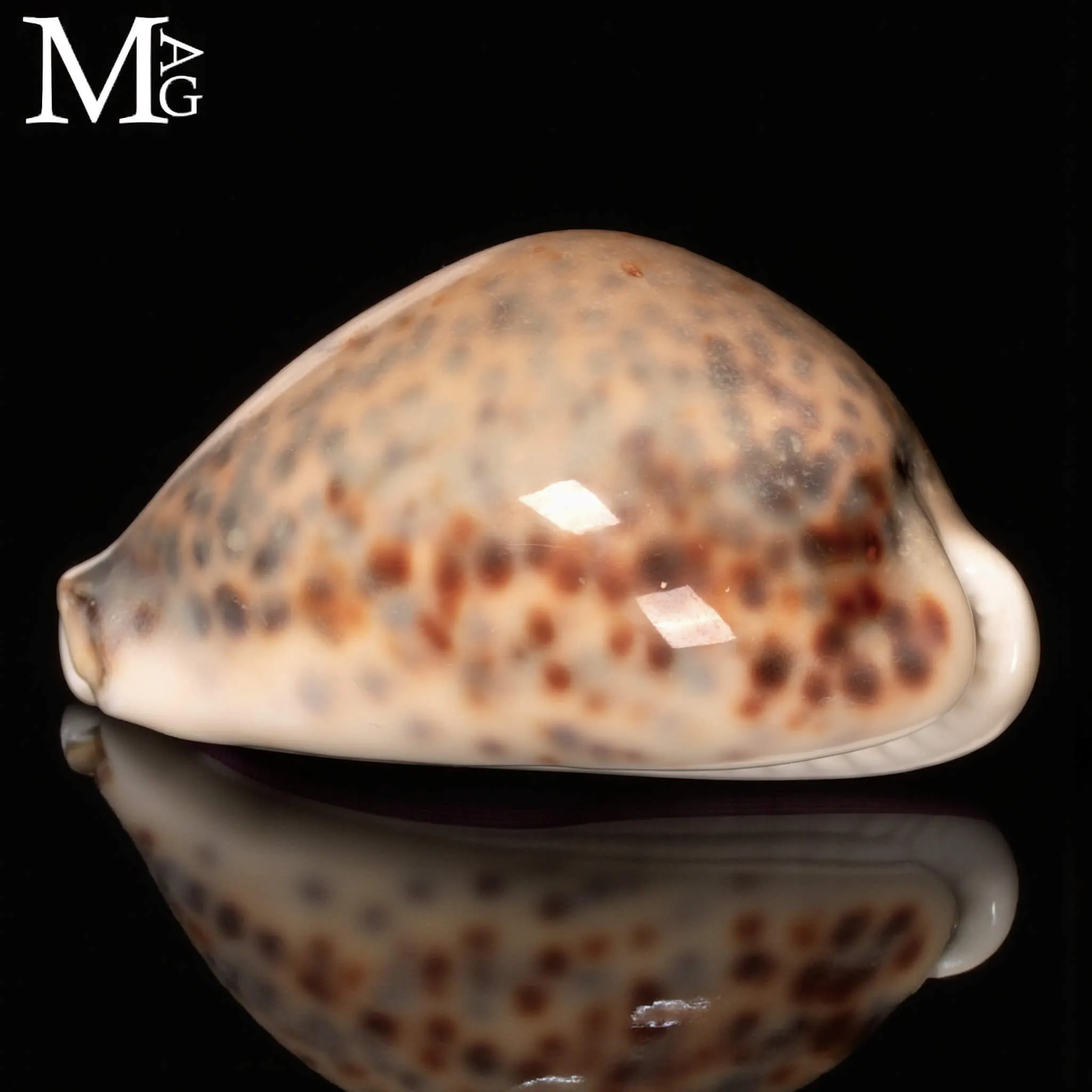 Cypraea Tigris – GEM Quality