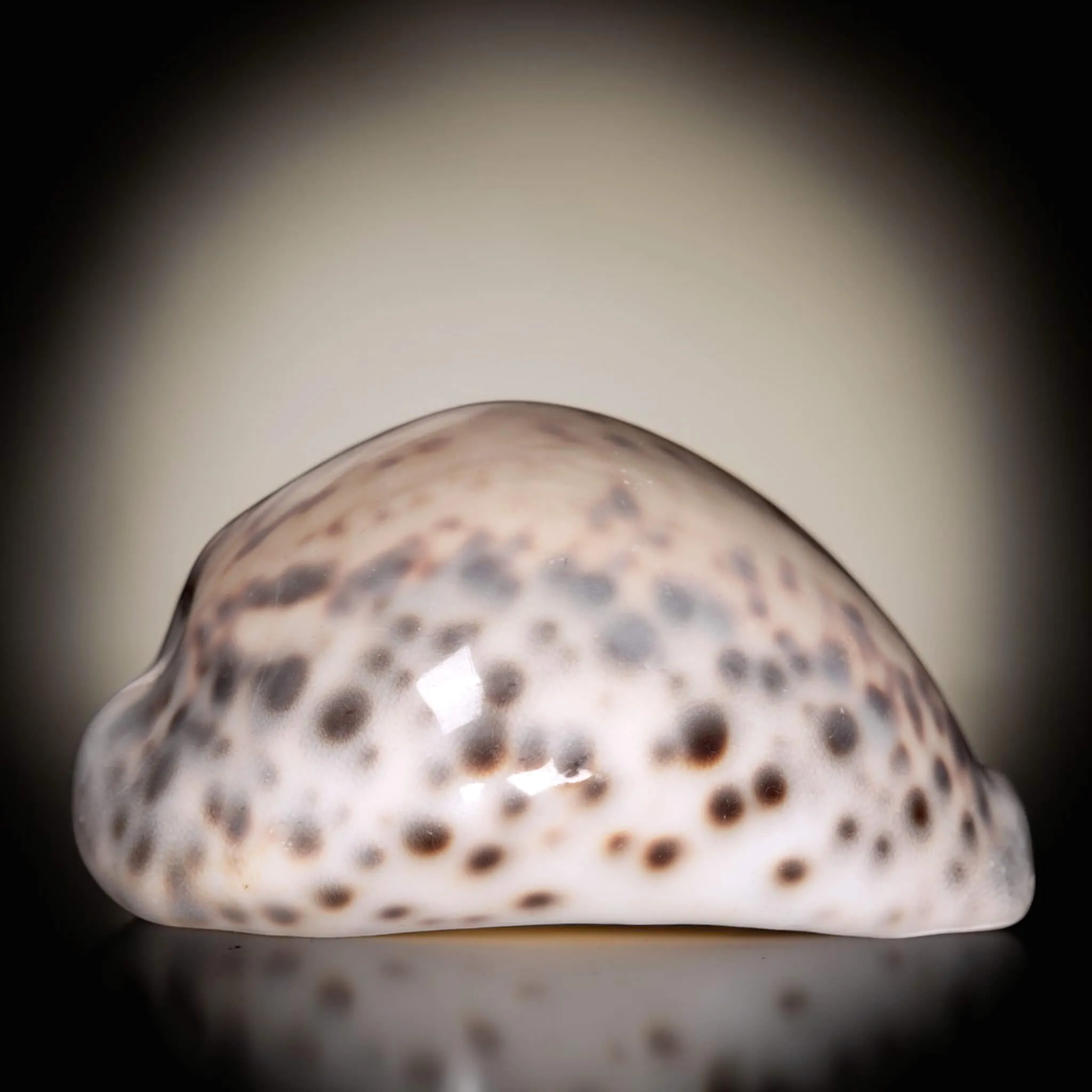 Cypraea Tigris Tigris - Madagascar - Diego Suarez