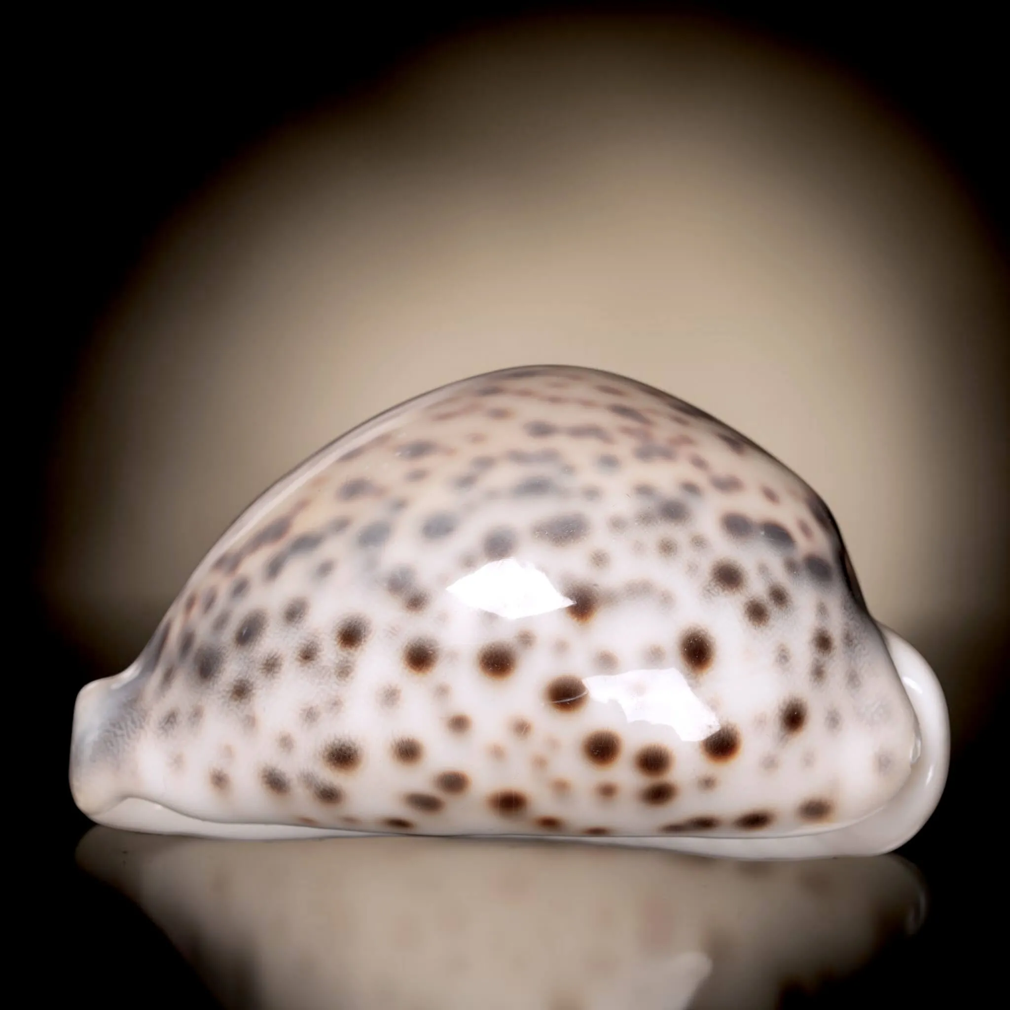 Cypraea Tigris Tigris - Madagascar - Diego Suarez