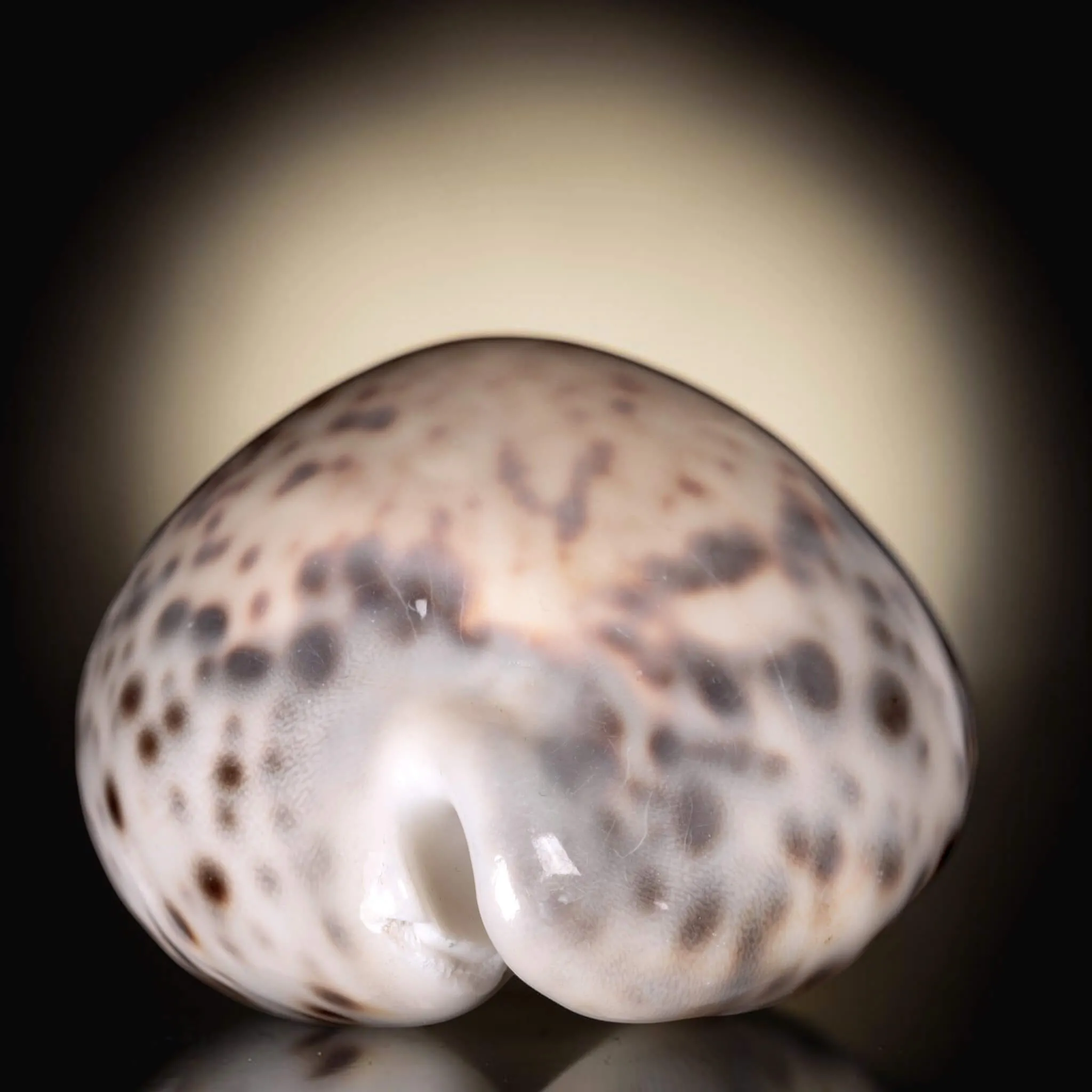 Cypraea Tigris Tigris - Madagascar - Diego Suarez