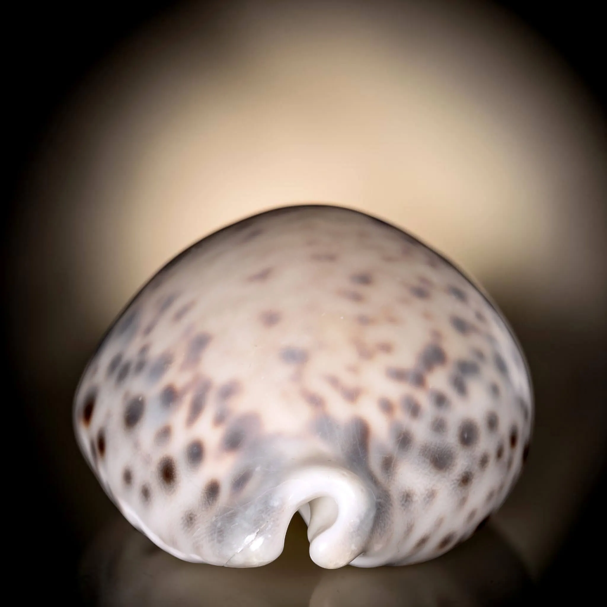 Cypraea Tigris Tigris - Madagascar - Diego Suarez