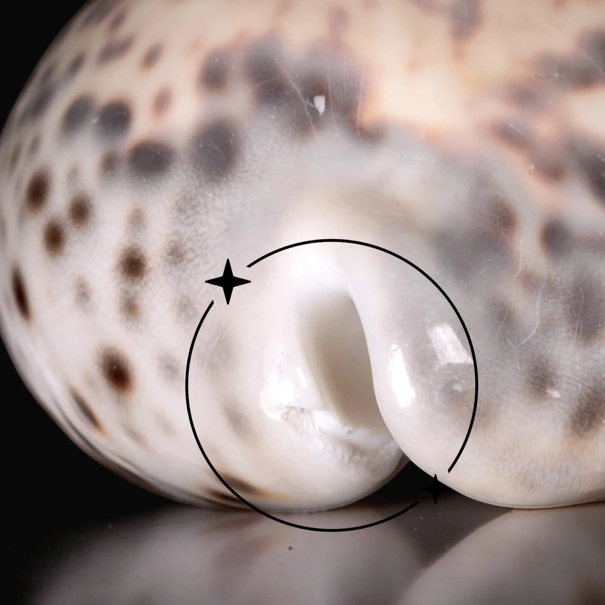 Cypraea Tigris Tigris - Madagascar - Diego Suarez