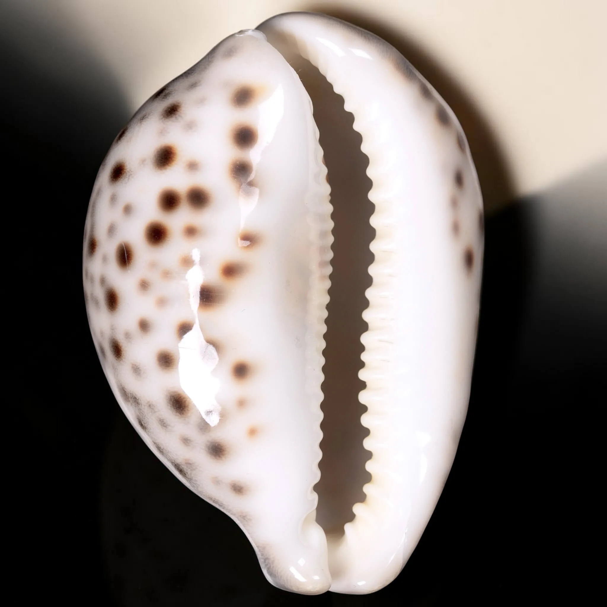 Cypraea Tigris Tigris - Madagascar - Diego Suarez