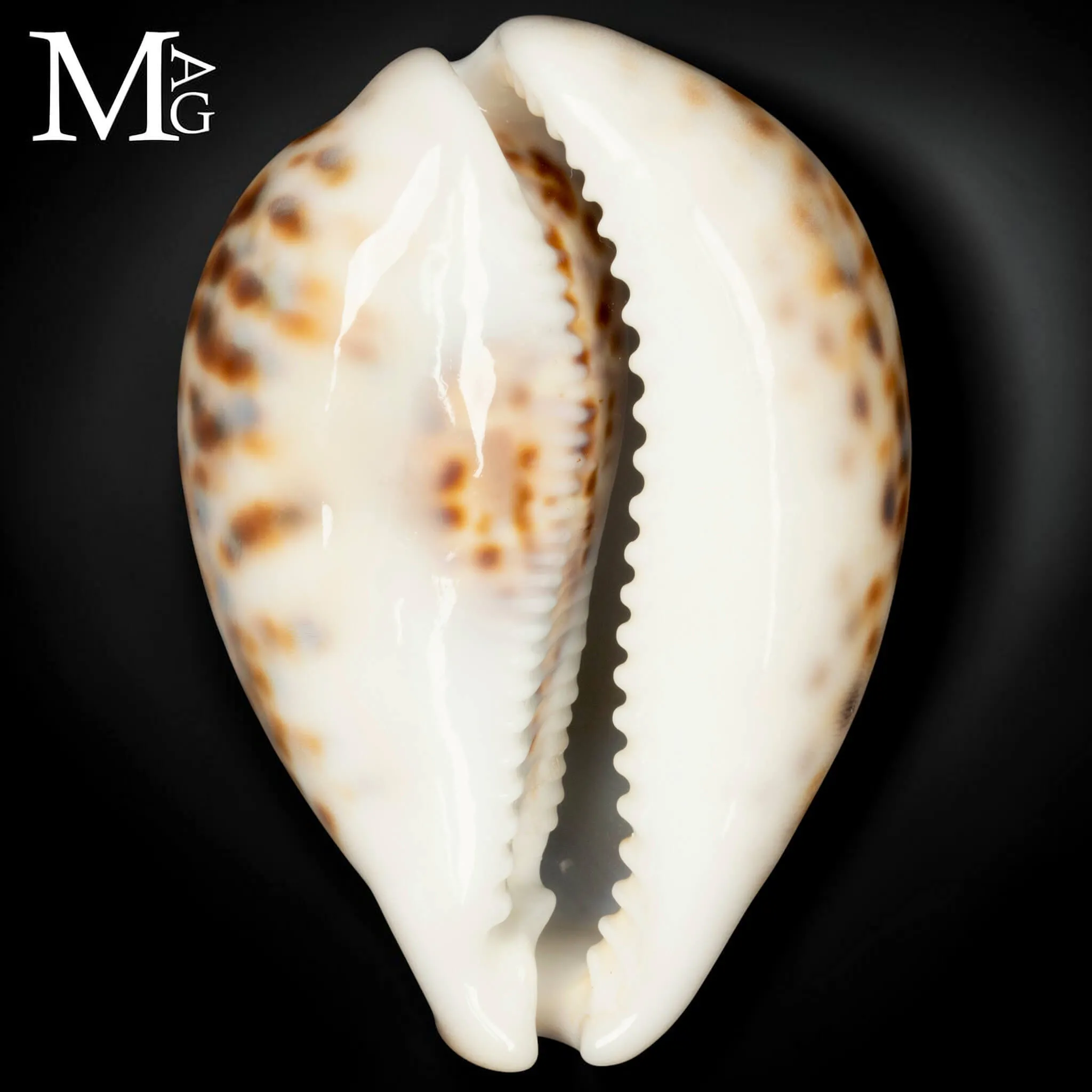 Cypraea Tigris - Variante Cromatica Crema coffeè.