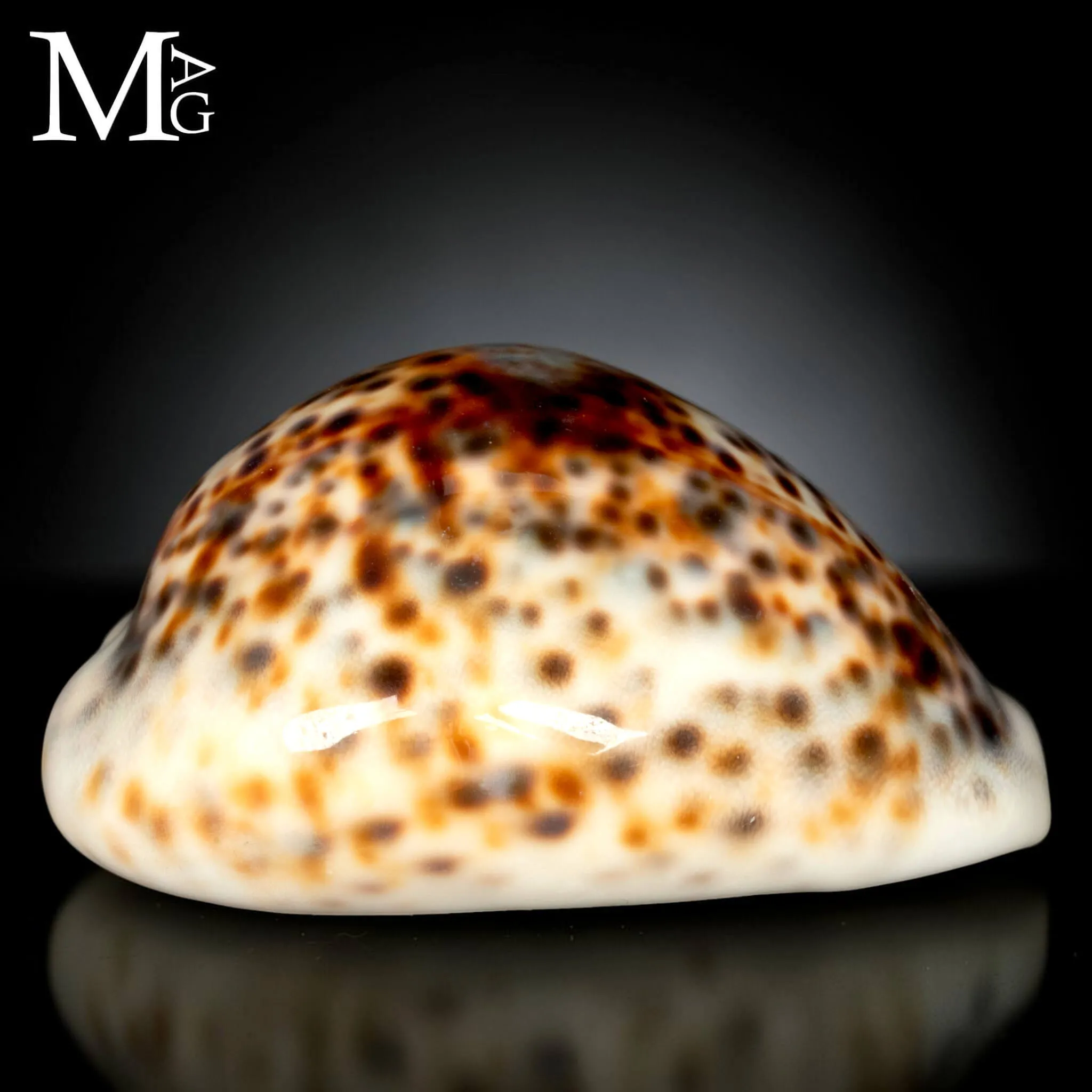 Cypraea Tigris - Variante Cromatica Crema coffeè.
