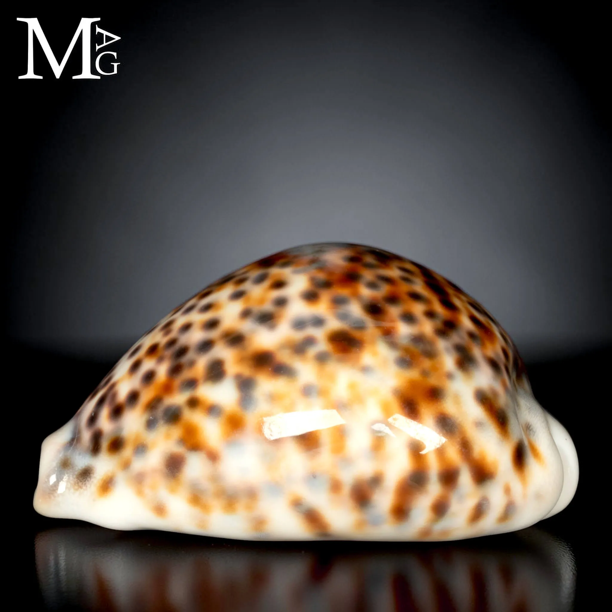 Cypraea Tigris - Variante Cromatica Crema coffeè.