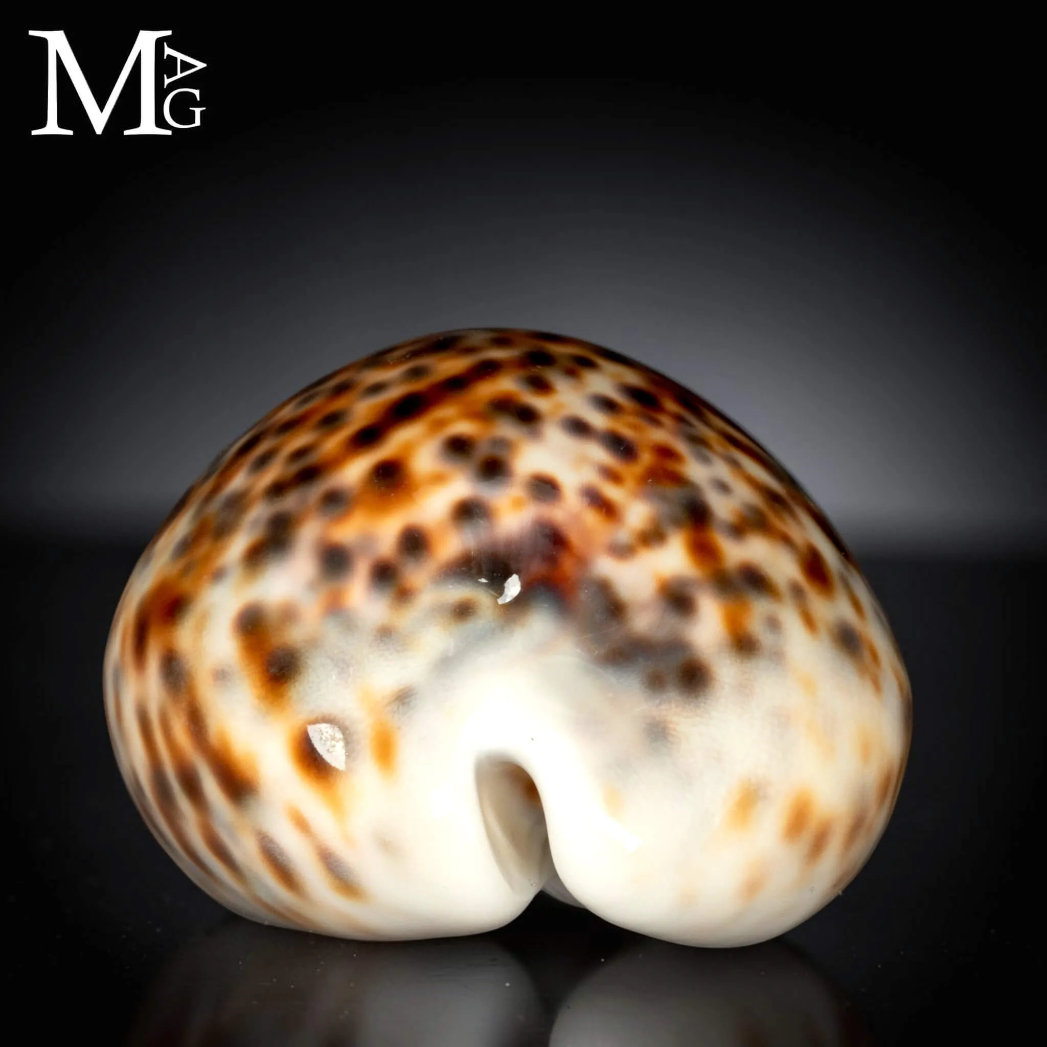 Cypraea Tigris - Variante Cromatica Crema coffeè.