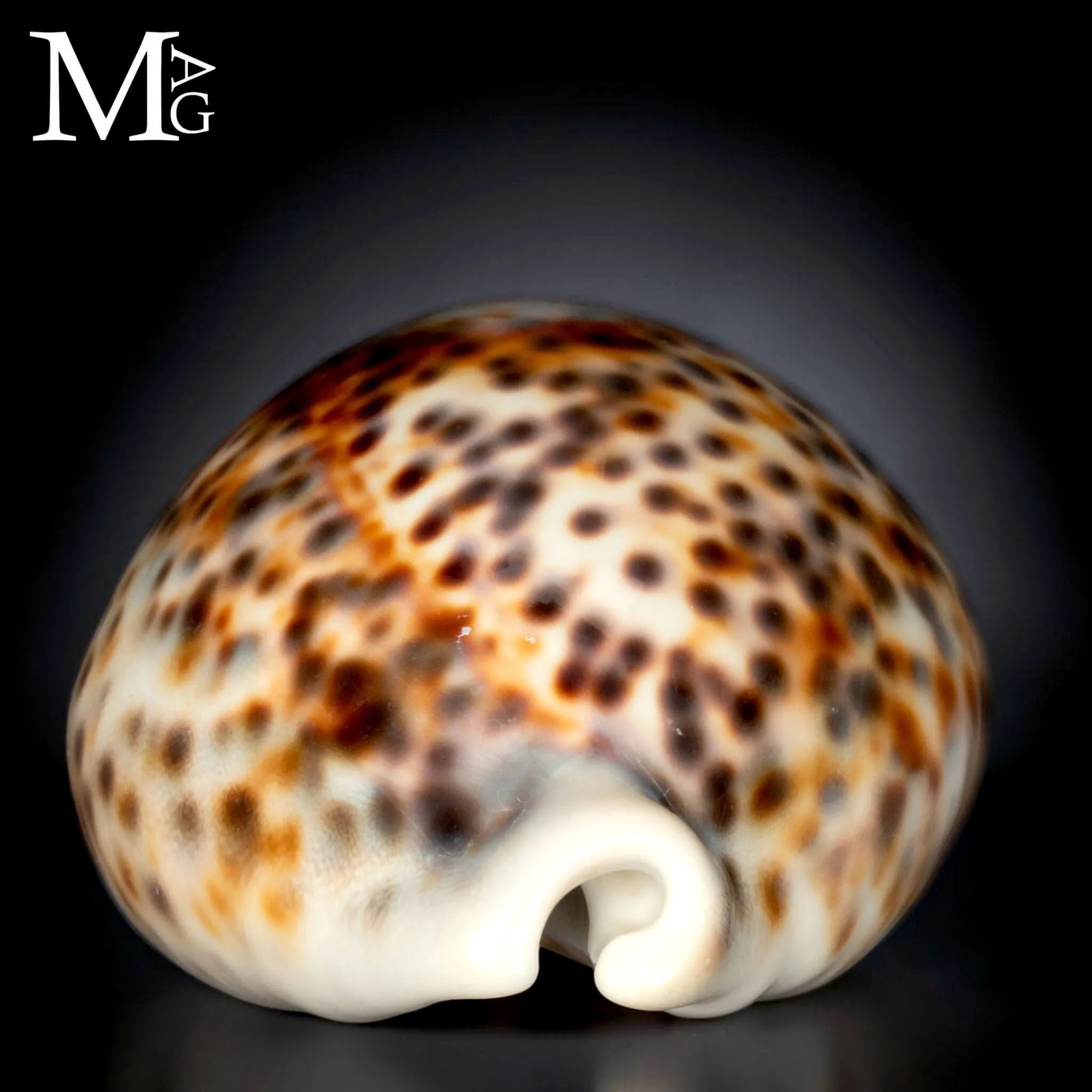 Cypraea Tigris - Variante Cromatica Crema coffeè.