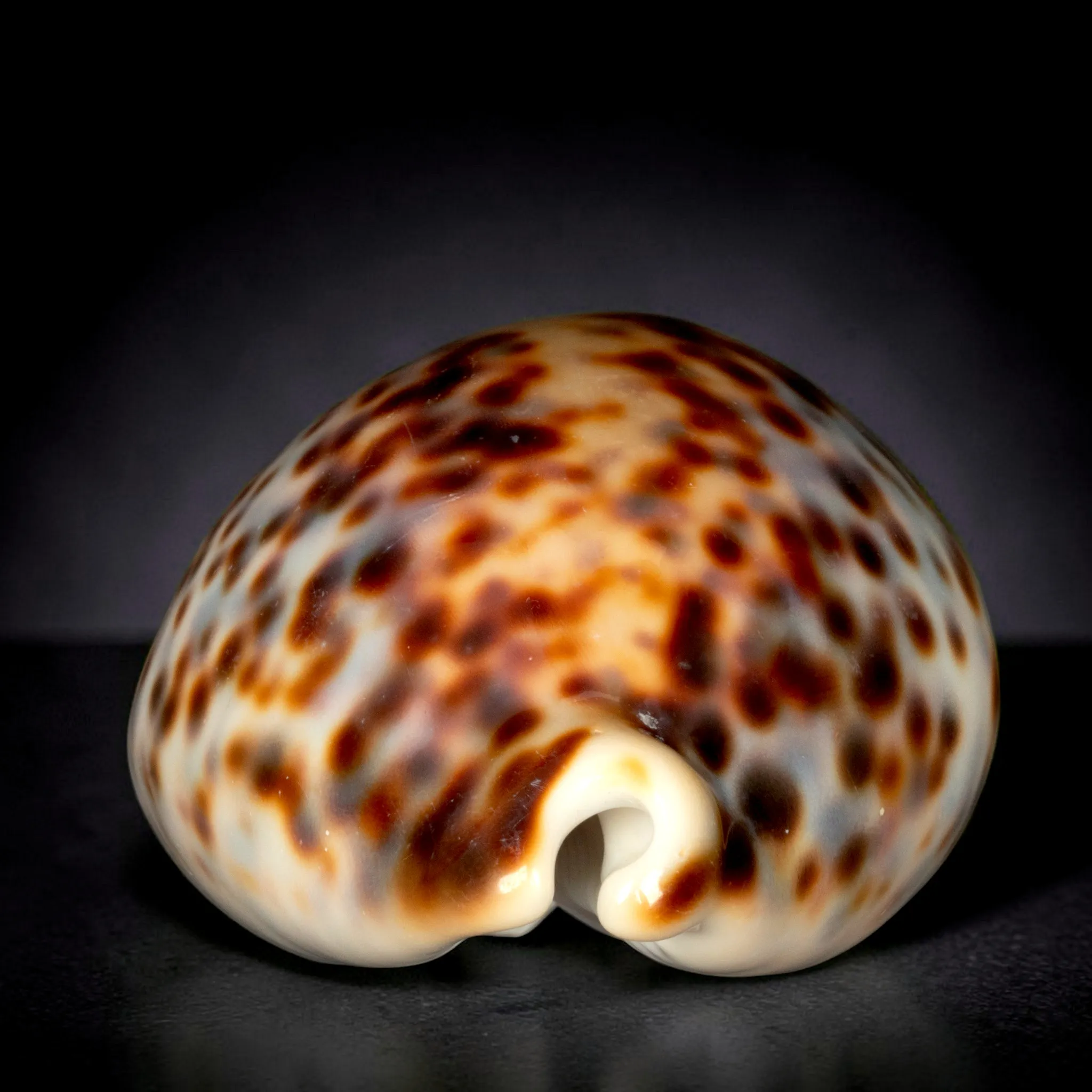 Cypraea tigris “Harlequin” - Vohemar, Madagascar - 94,5 mm