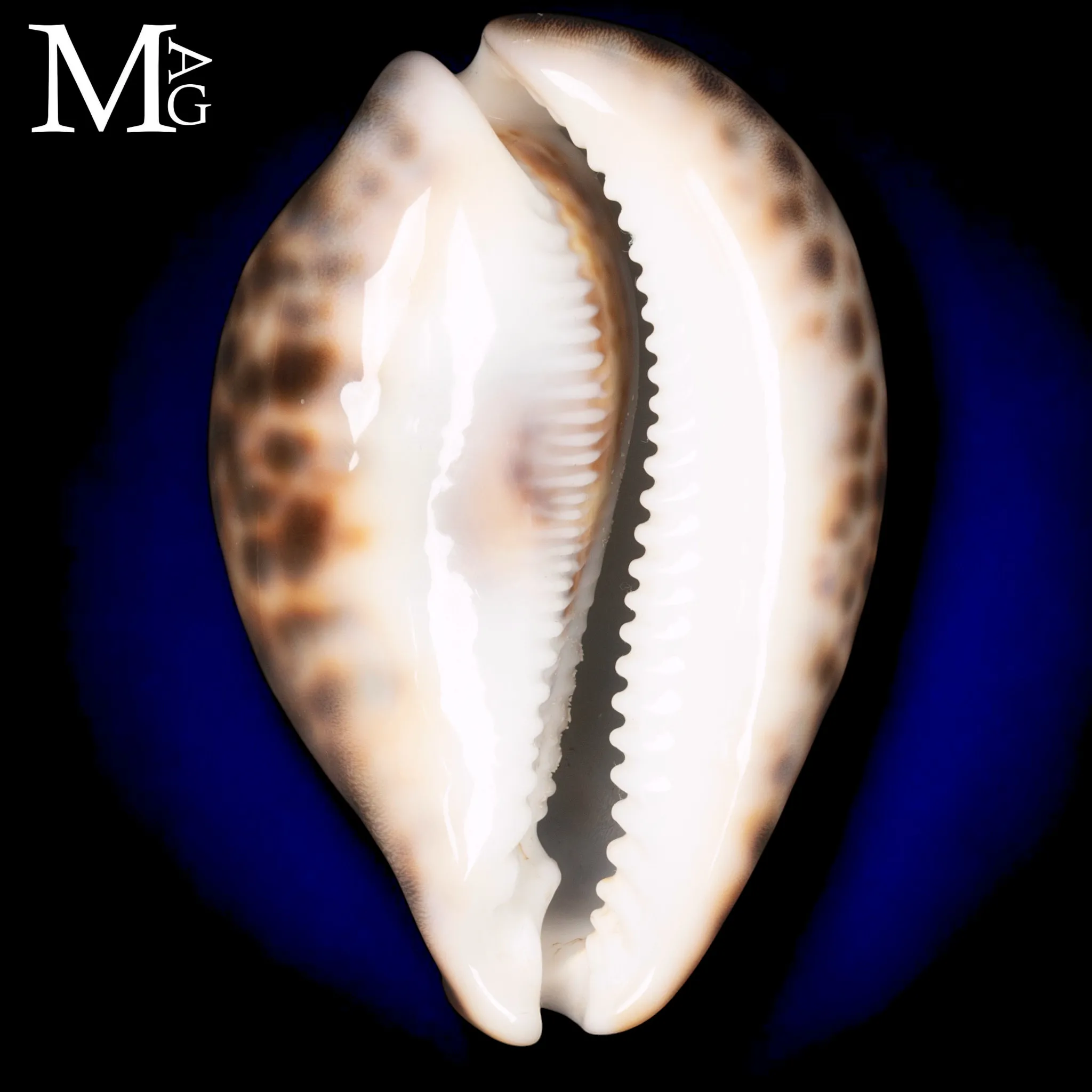 Cypraea Tigris “Special Crazy Pattern” – Vohemar – 91,5 mm