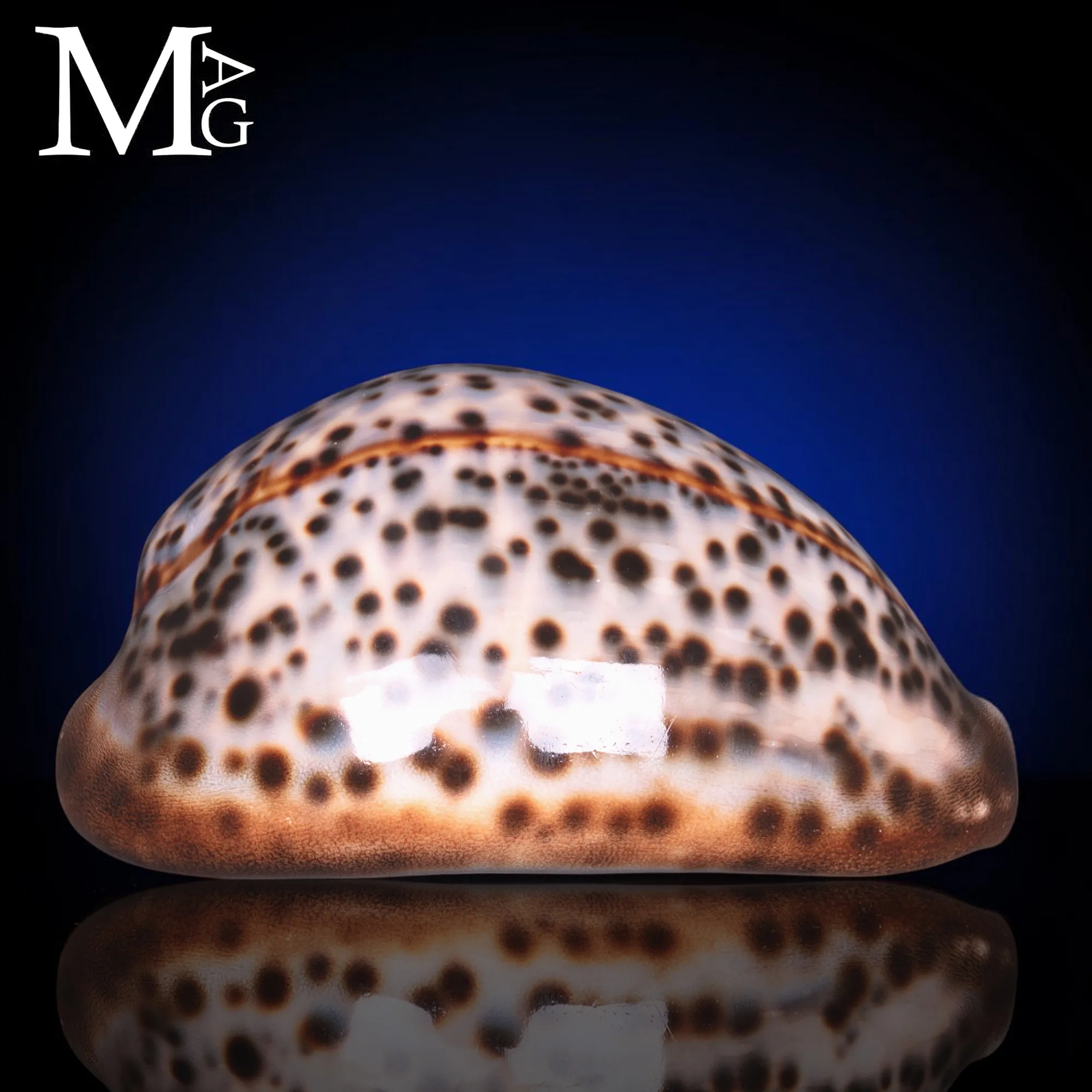 Cypraea Tigris della Tanzania 99 mm