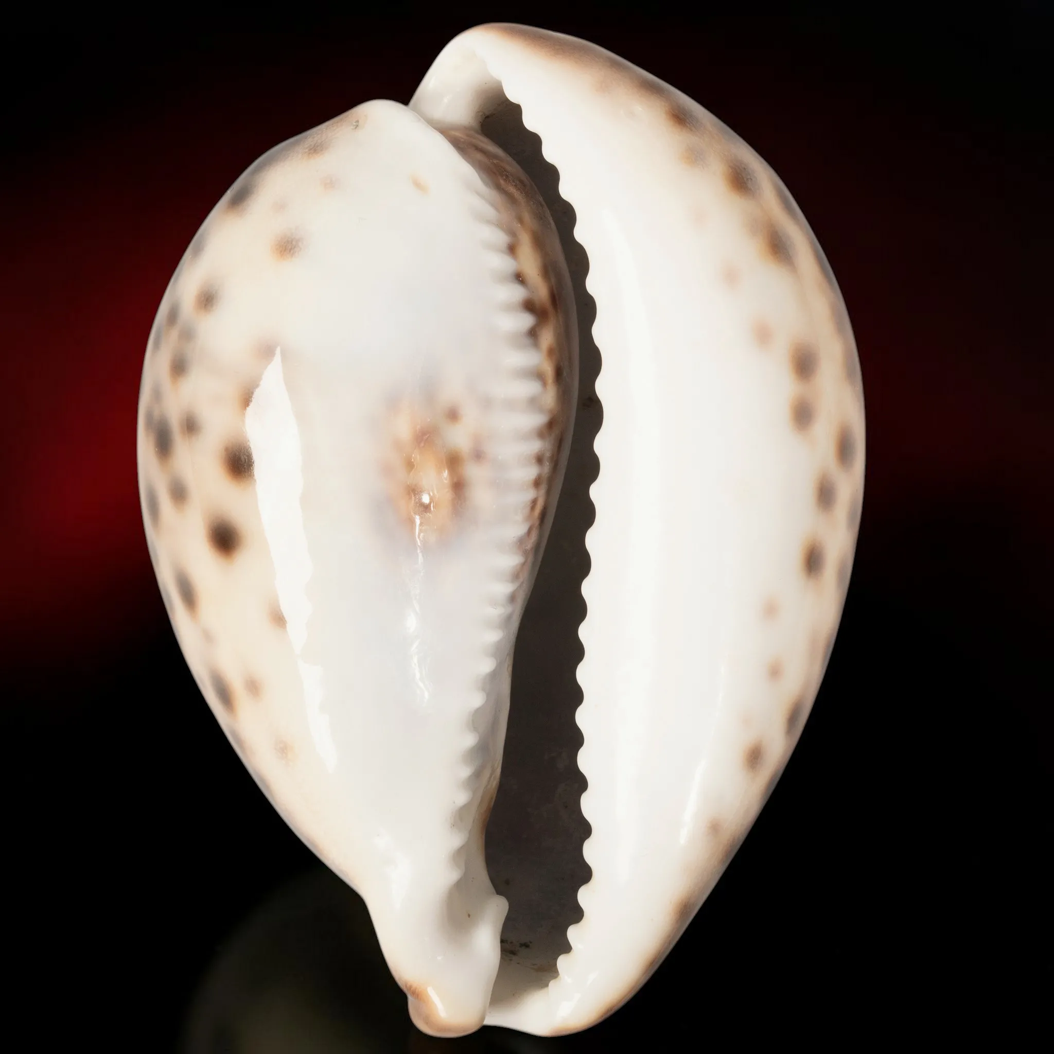 Cypraea Tigris Tigris - Madagascar - 95 mm