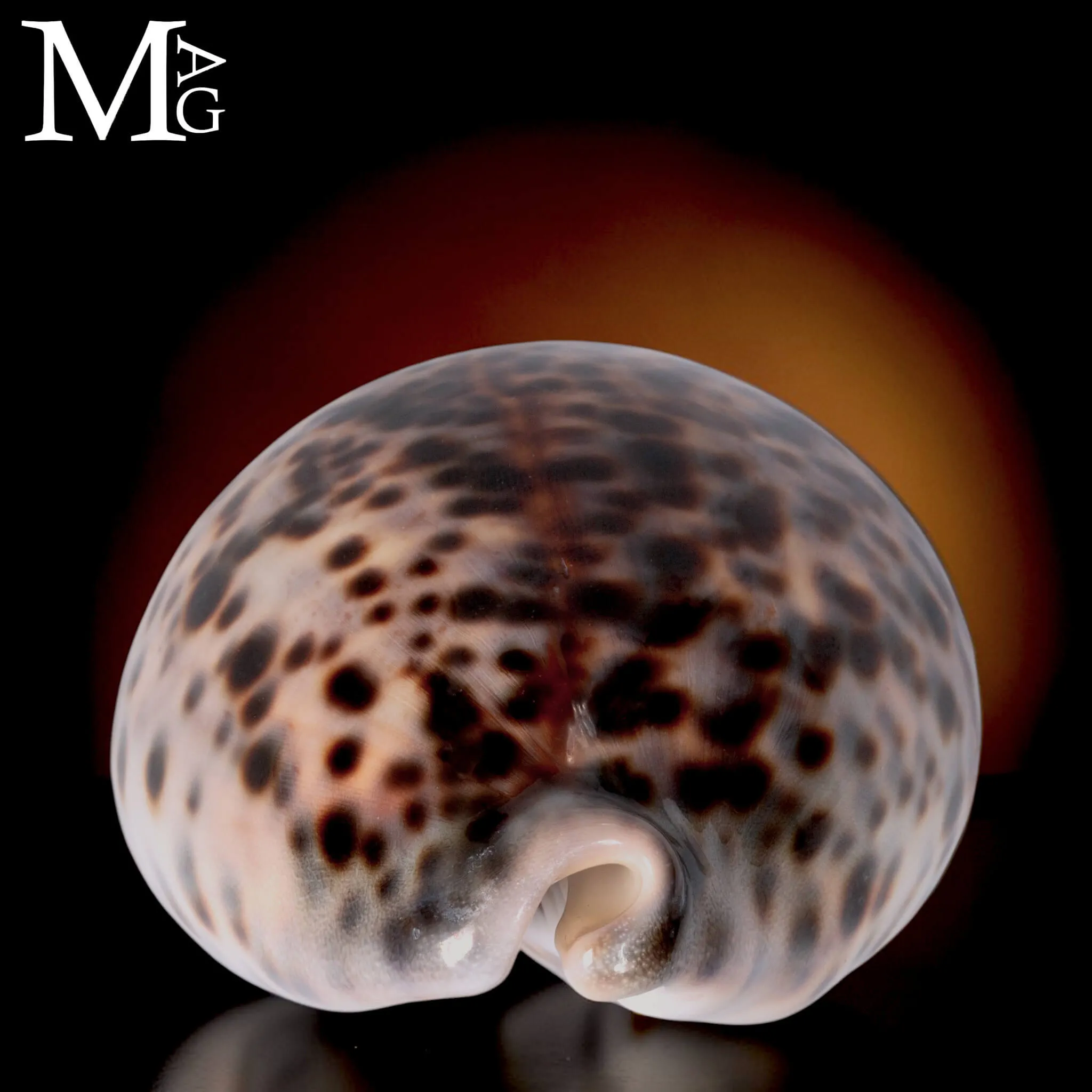 Cypraea Tigris Tigris - Madagascar - 104 mm
