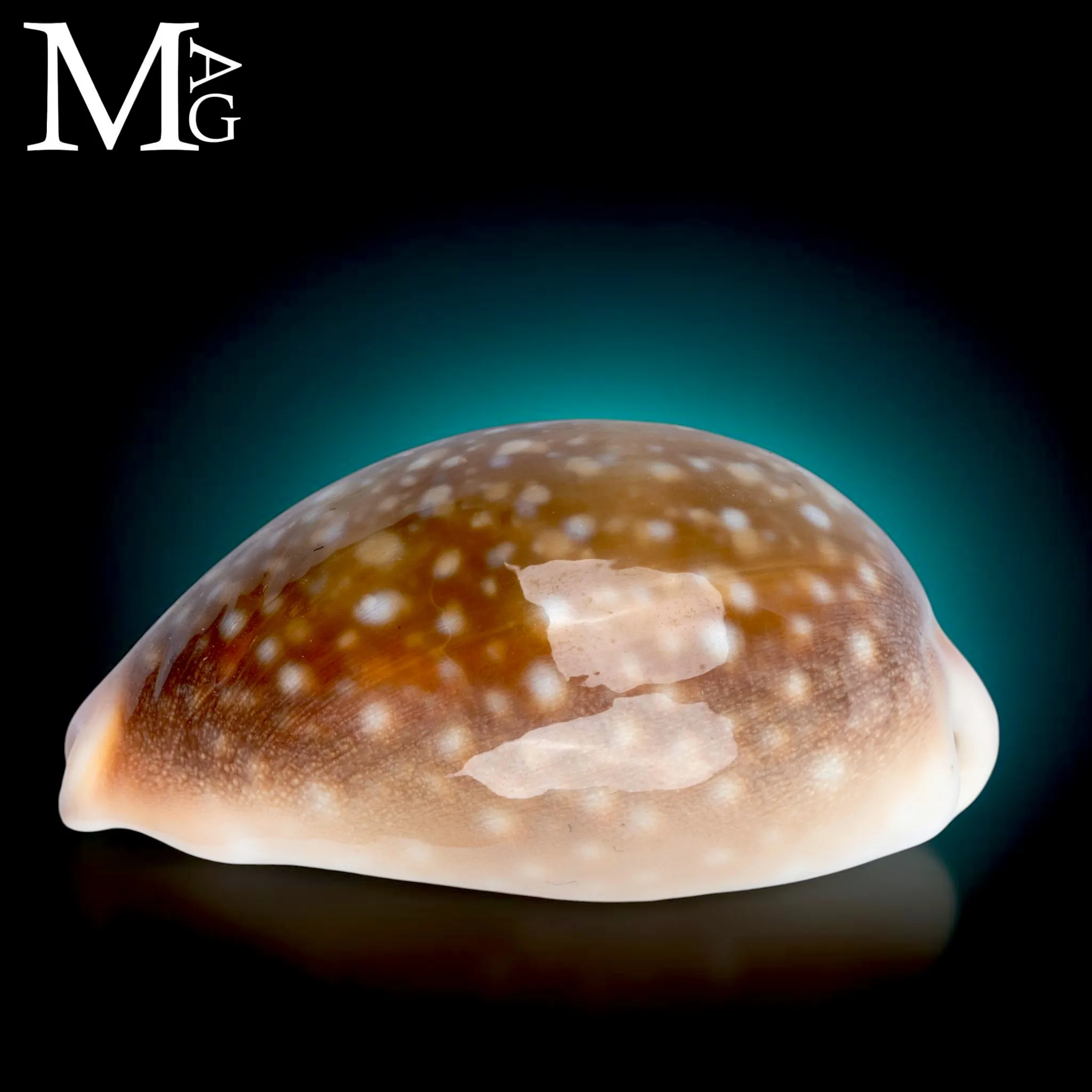 Lyncina Vitellus f. Dama