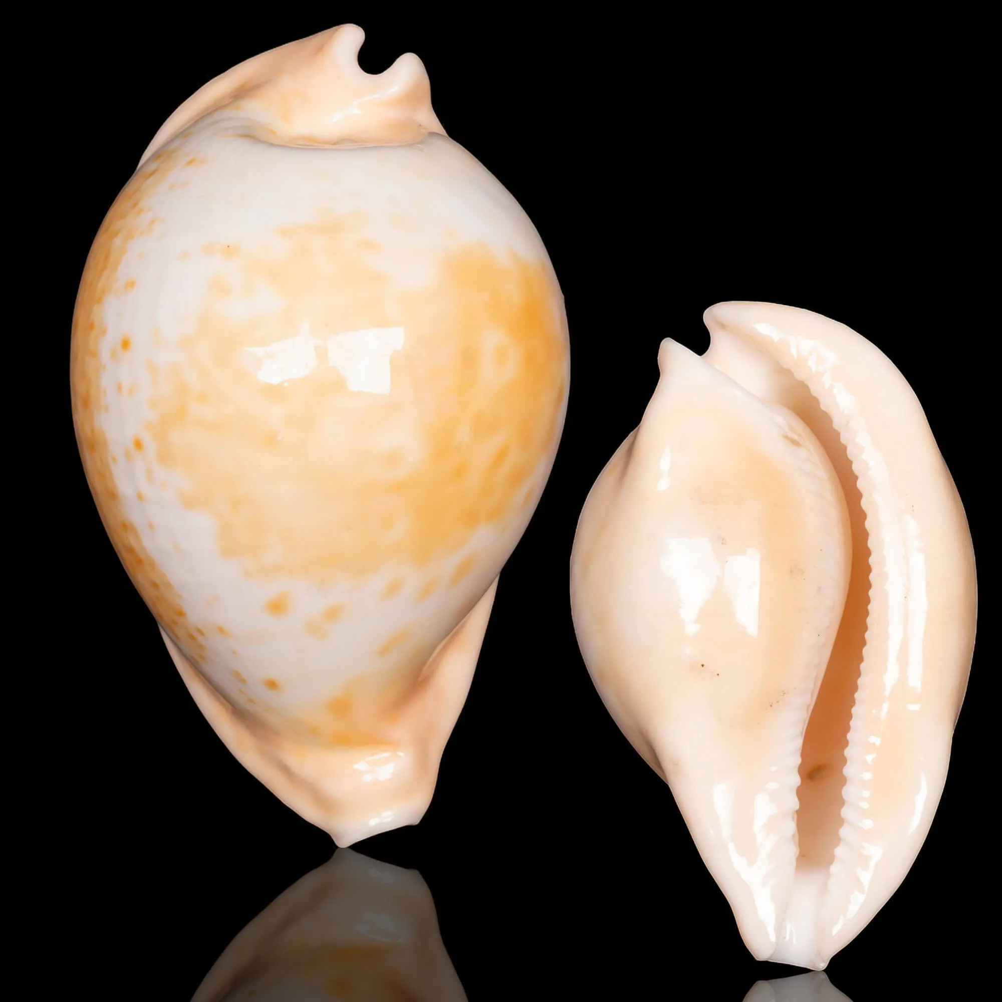 Cypraea Umbilia Armeniaca - 87,5mm.