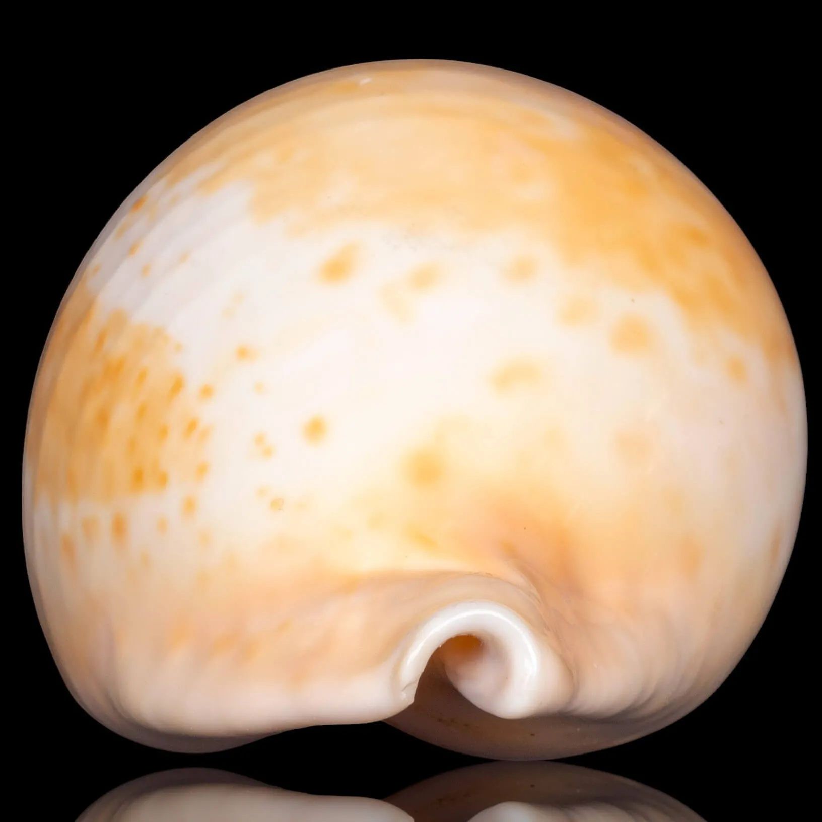 Cypraea Umbilia Armeniaca - 87,5mm.