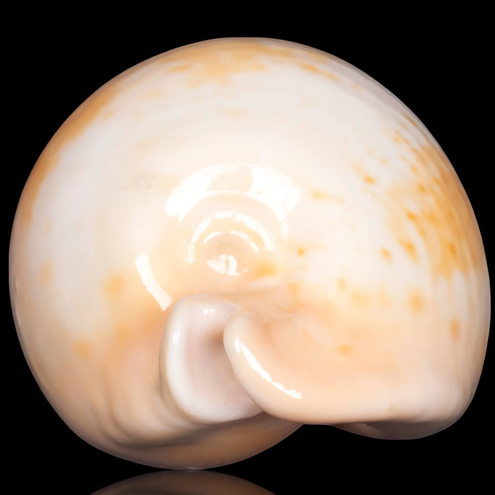 Cypraea Umbilia Armeniaca - 87,5mm.