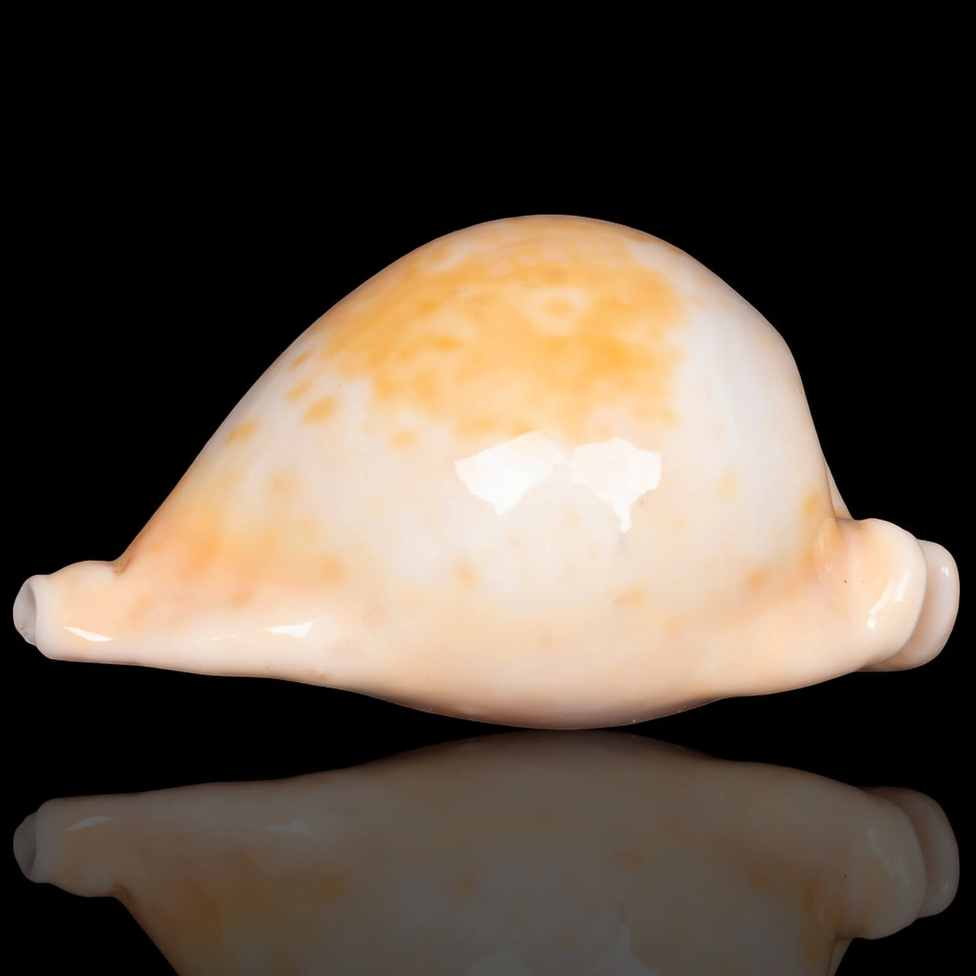 Cypraea Umbilia Armeniaca - 87,5mm.