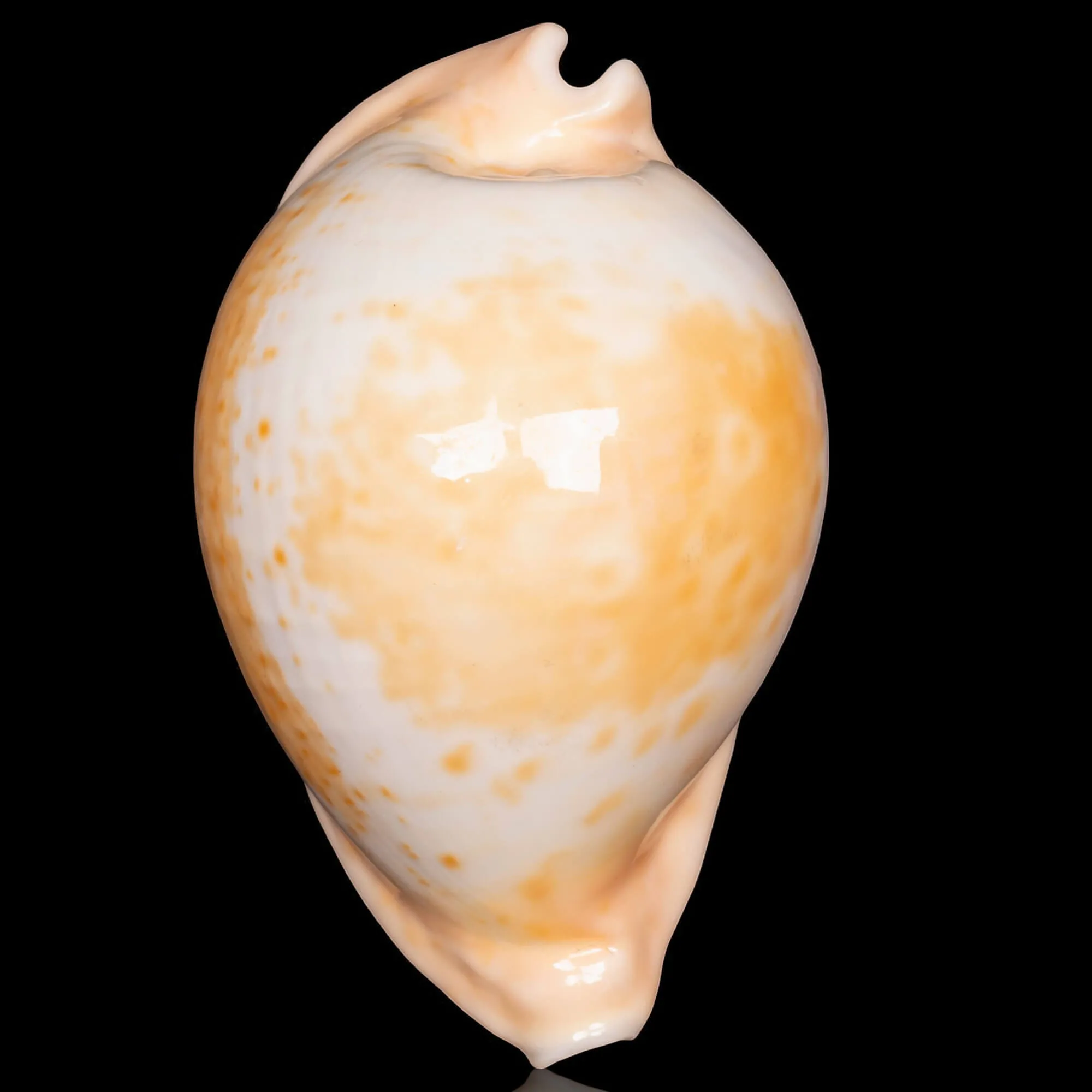 Cypraea Umbilia Armeniaca - 87,5mm.