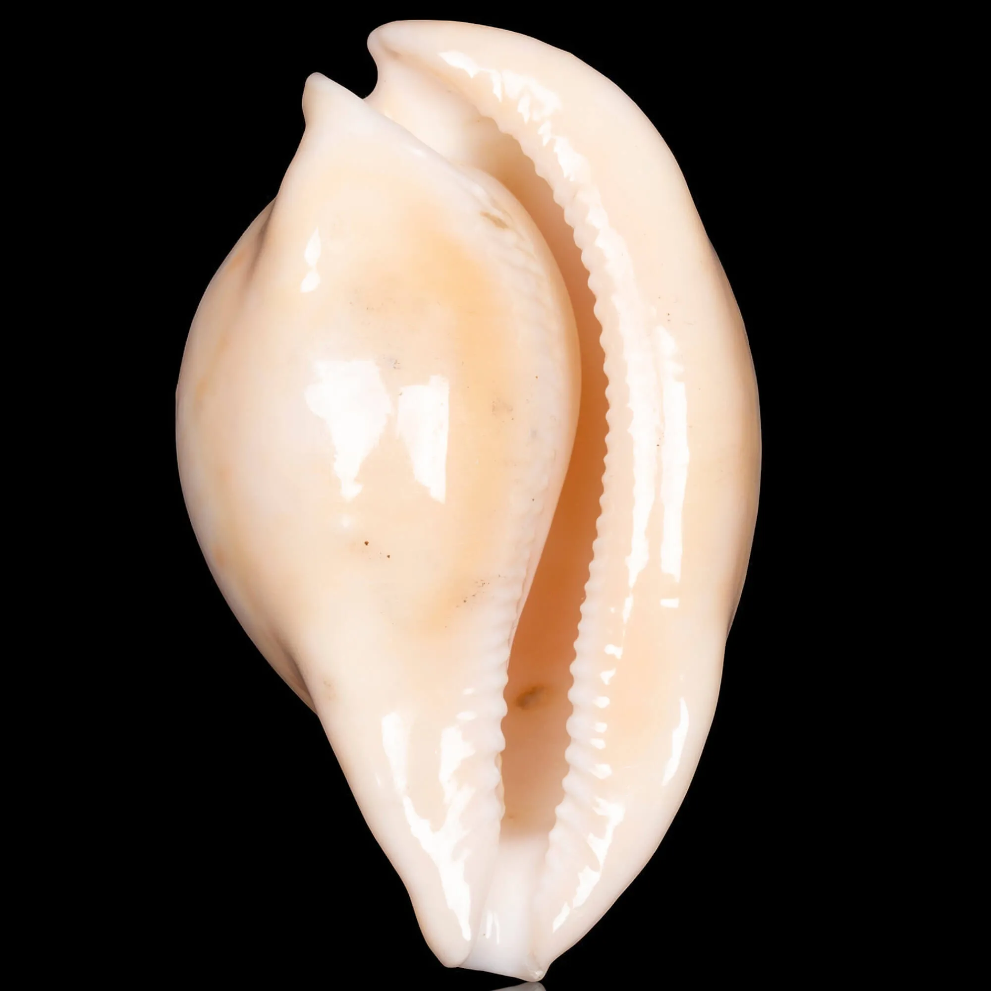 Cypraea Umbilia Armeniaca - 87,5mm.