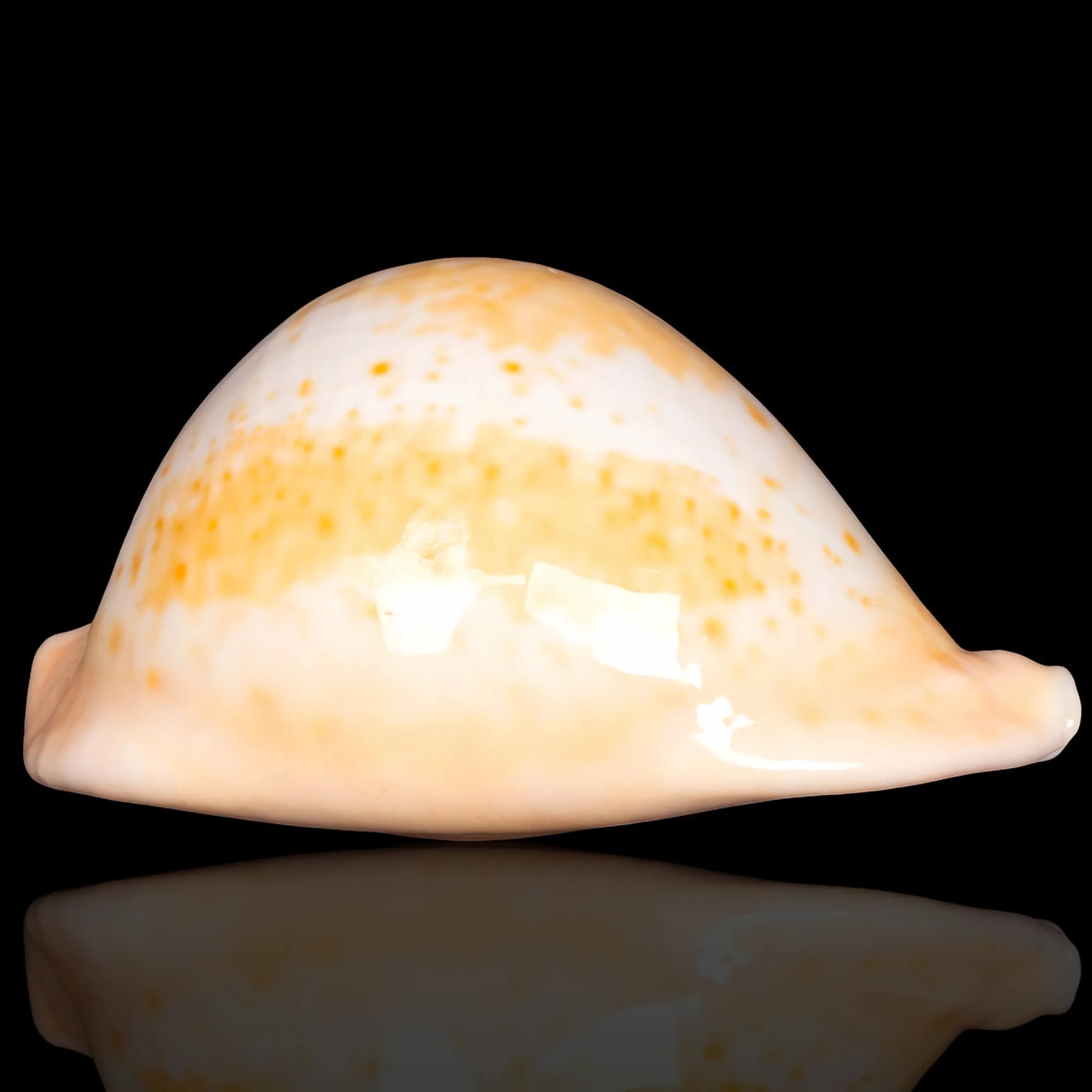 Cypraea Umbilia Armeniaca - 87,5mm.