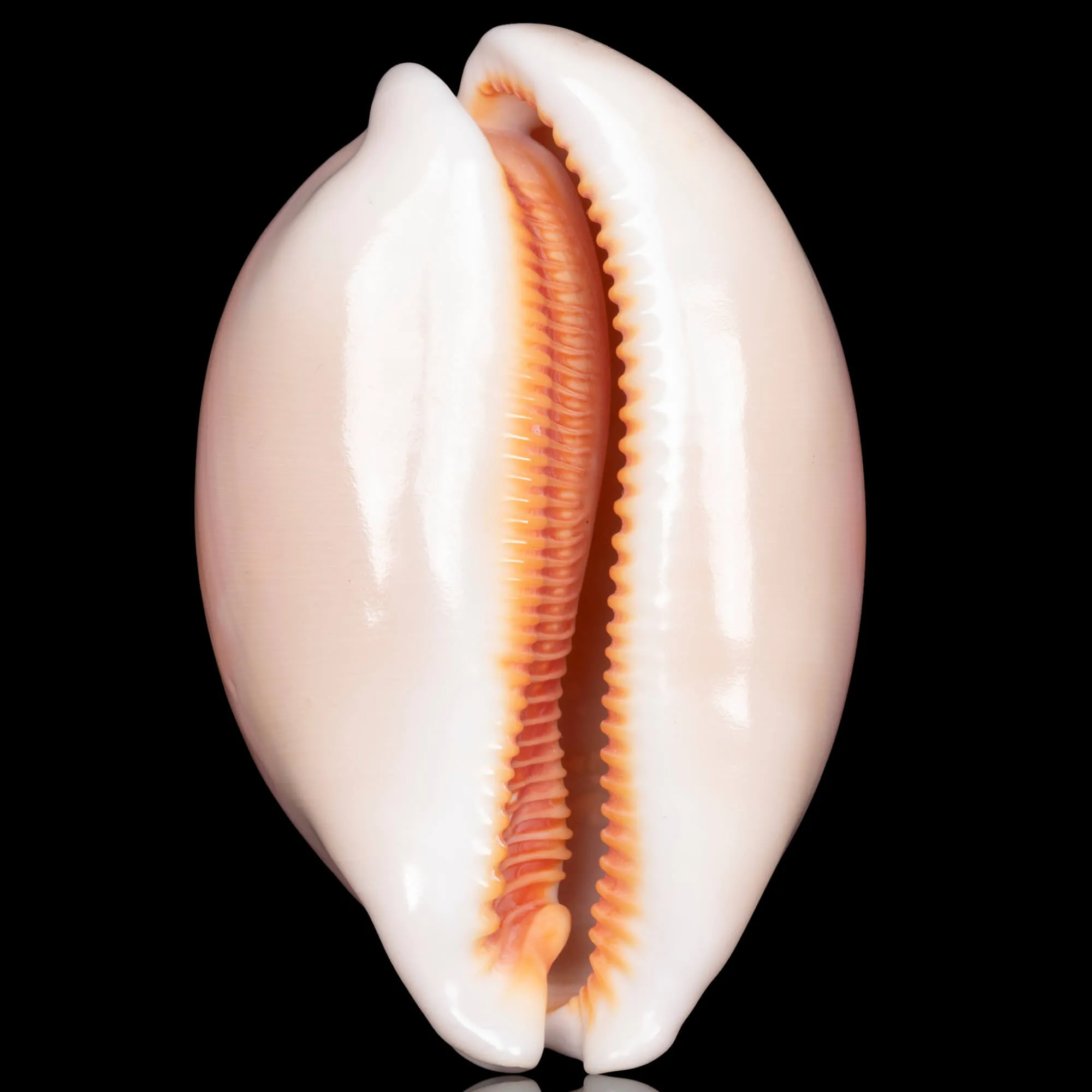 Callistocypraea Aurantium – Golden Cowrie.