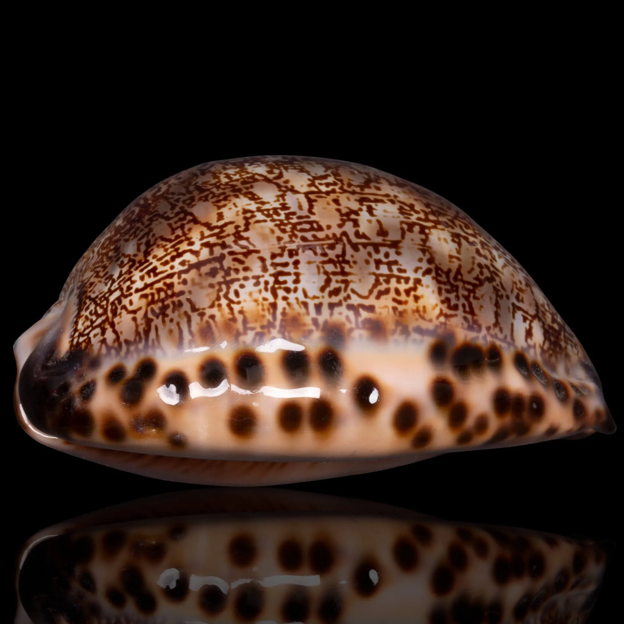 Cypraea Mauritia Arabica Immanis 87,5mm.