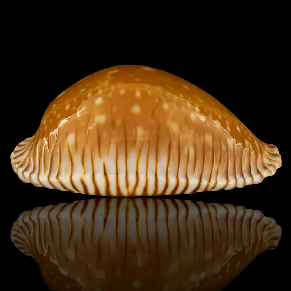 Perisserosa Guttata