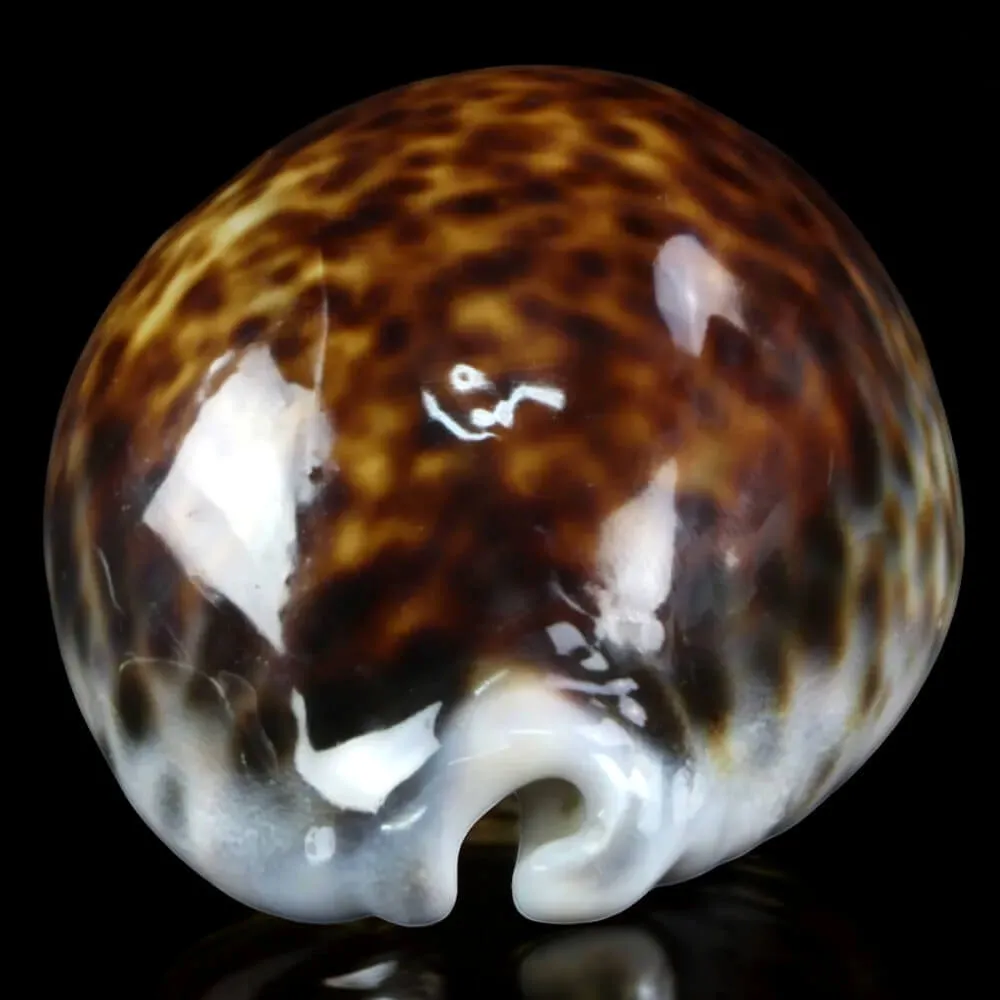 Cypraea tigris – Esemplare a Colorazione Speciale.