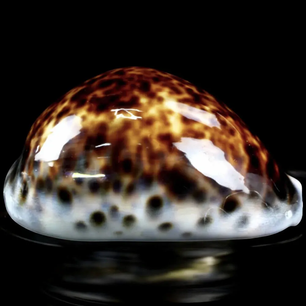 Cypraea tigris – Esemplare a Colorazione Speciale.