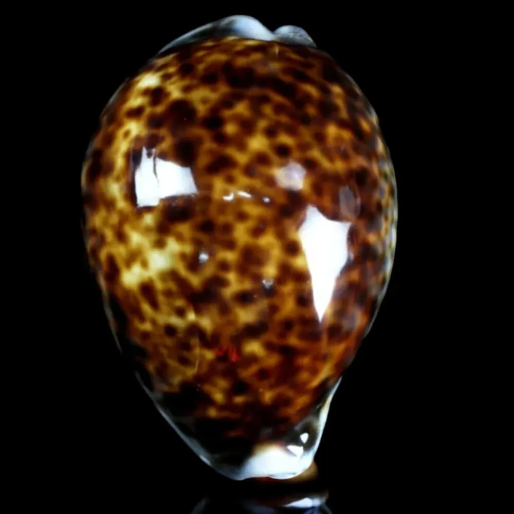 Cypraea tigris – Esemplare a Colorazione Speciale.