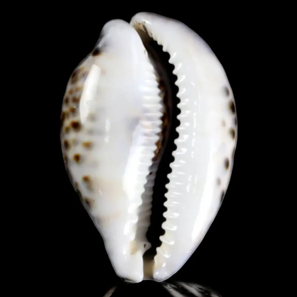 Cypraea tigris – Esemplare a Colorazione Speciale.