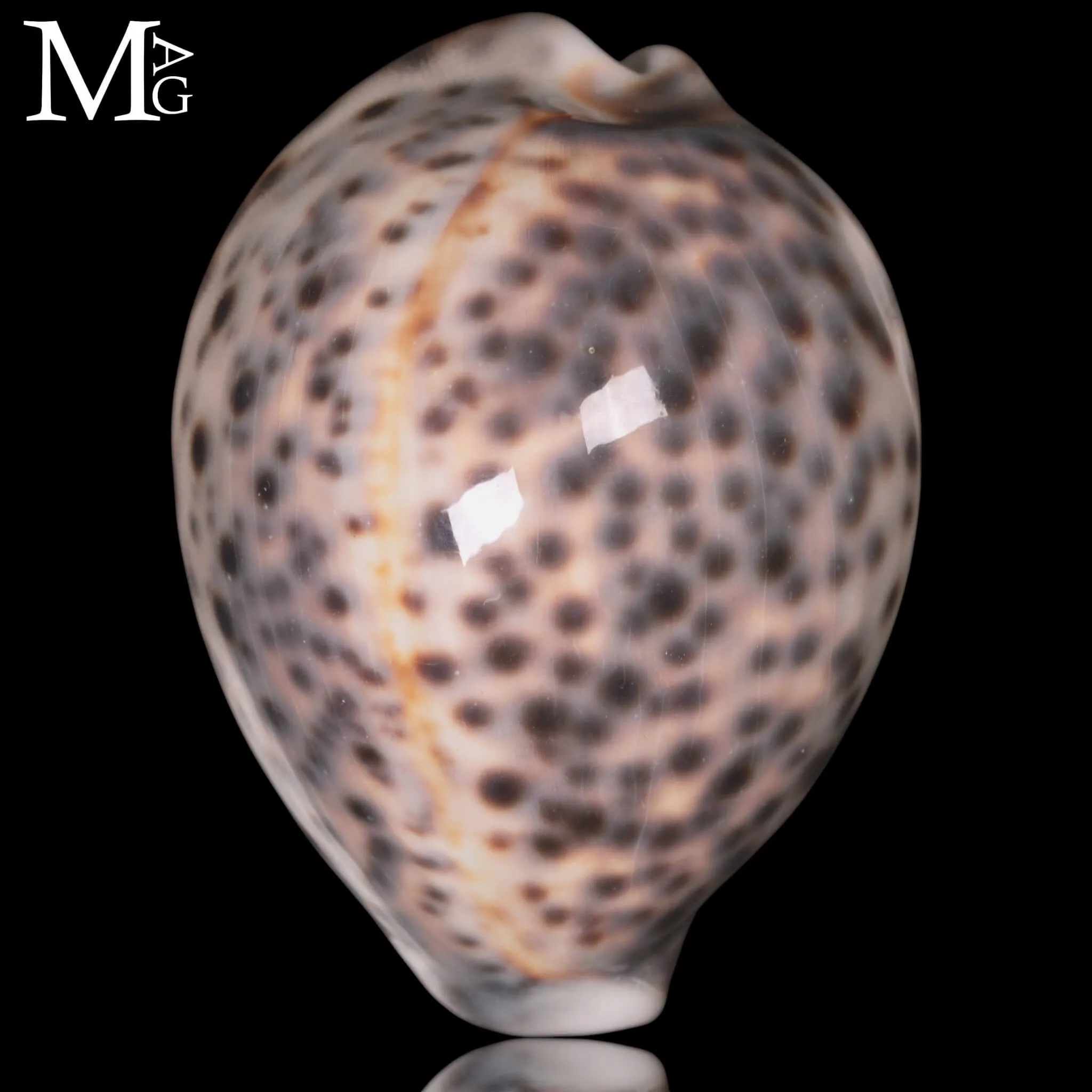 Cypraea Tigris –  Sorgenti idrotermali di Vohemar - Madagascar.