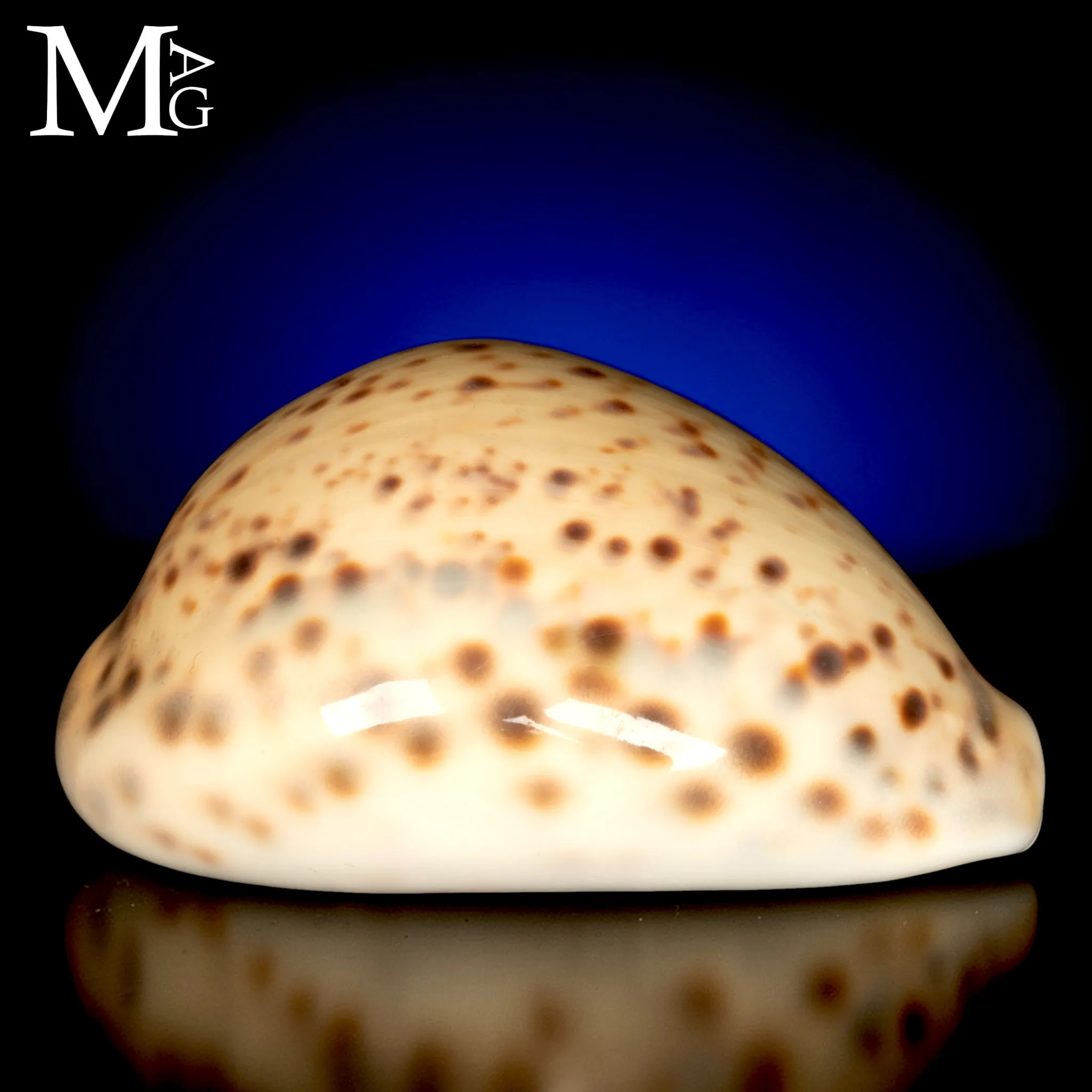 Cypraea Tigris Giallo Crema 100mm