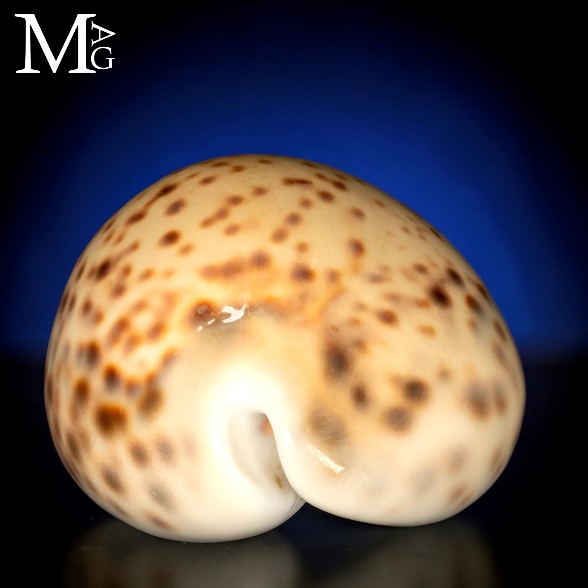 Cypraea Tigris Giallo Crema 100mm