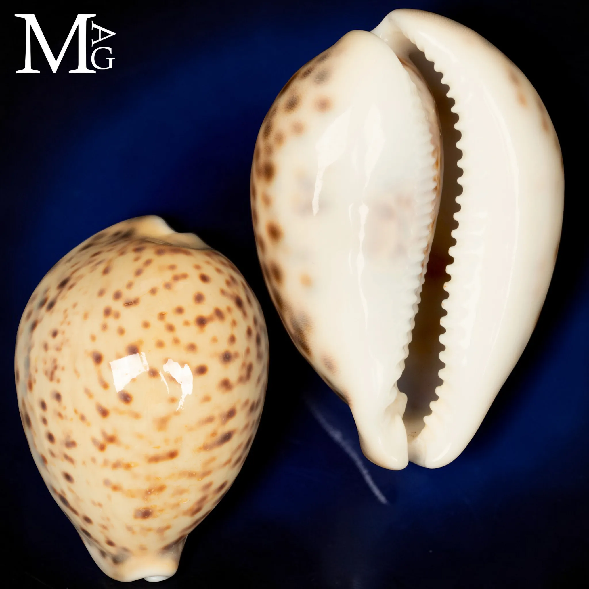 Cypraea Tigris Giallo Crema 100mm