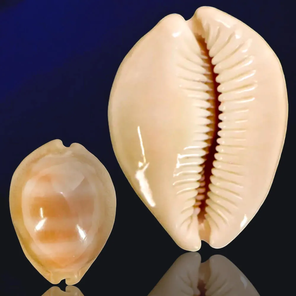 Lyncina Sulcidentata