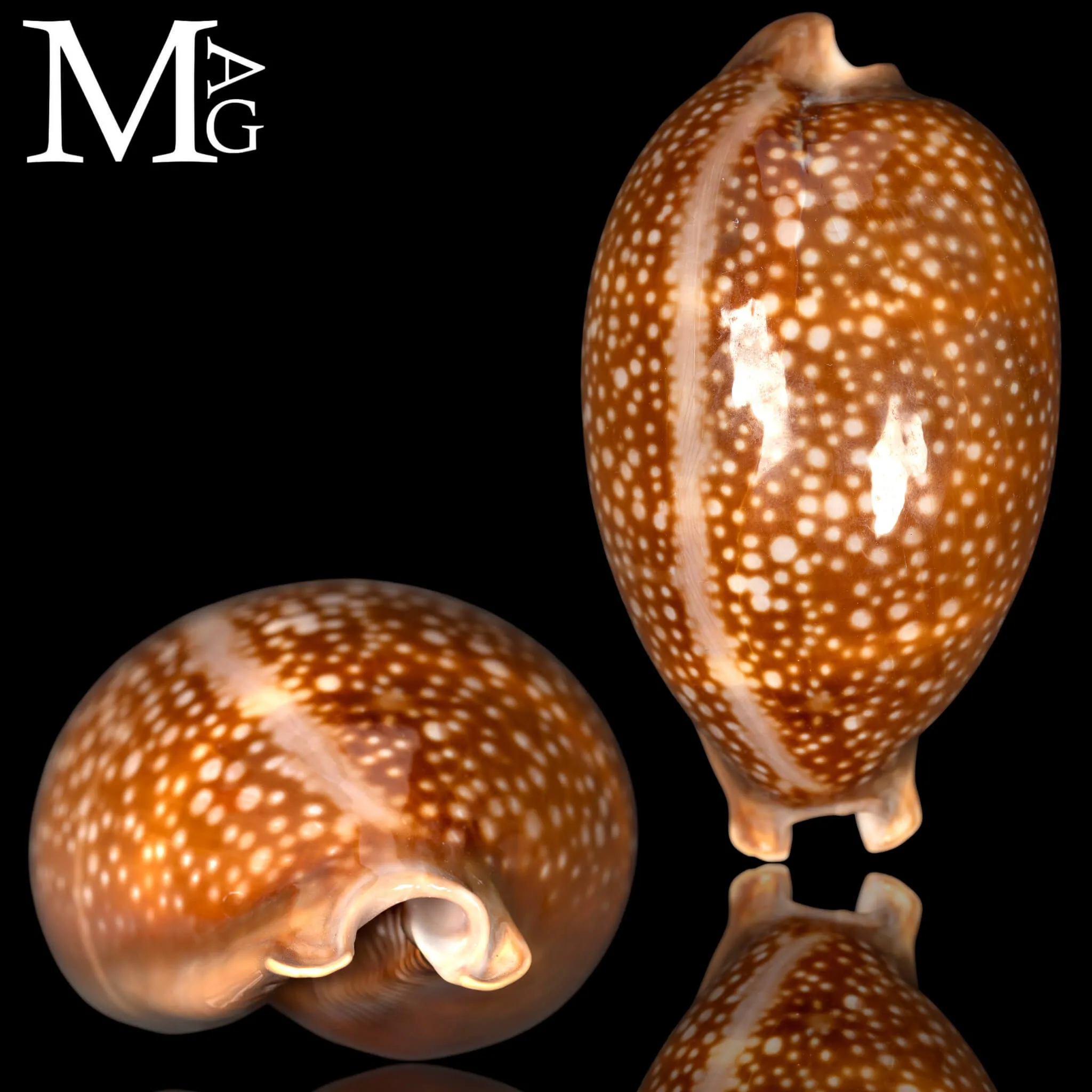Macrocypraea Cervus
