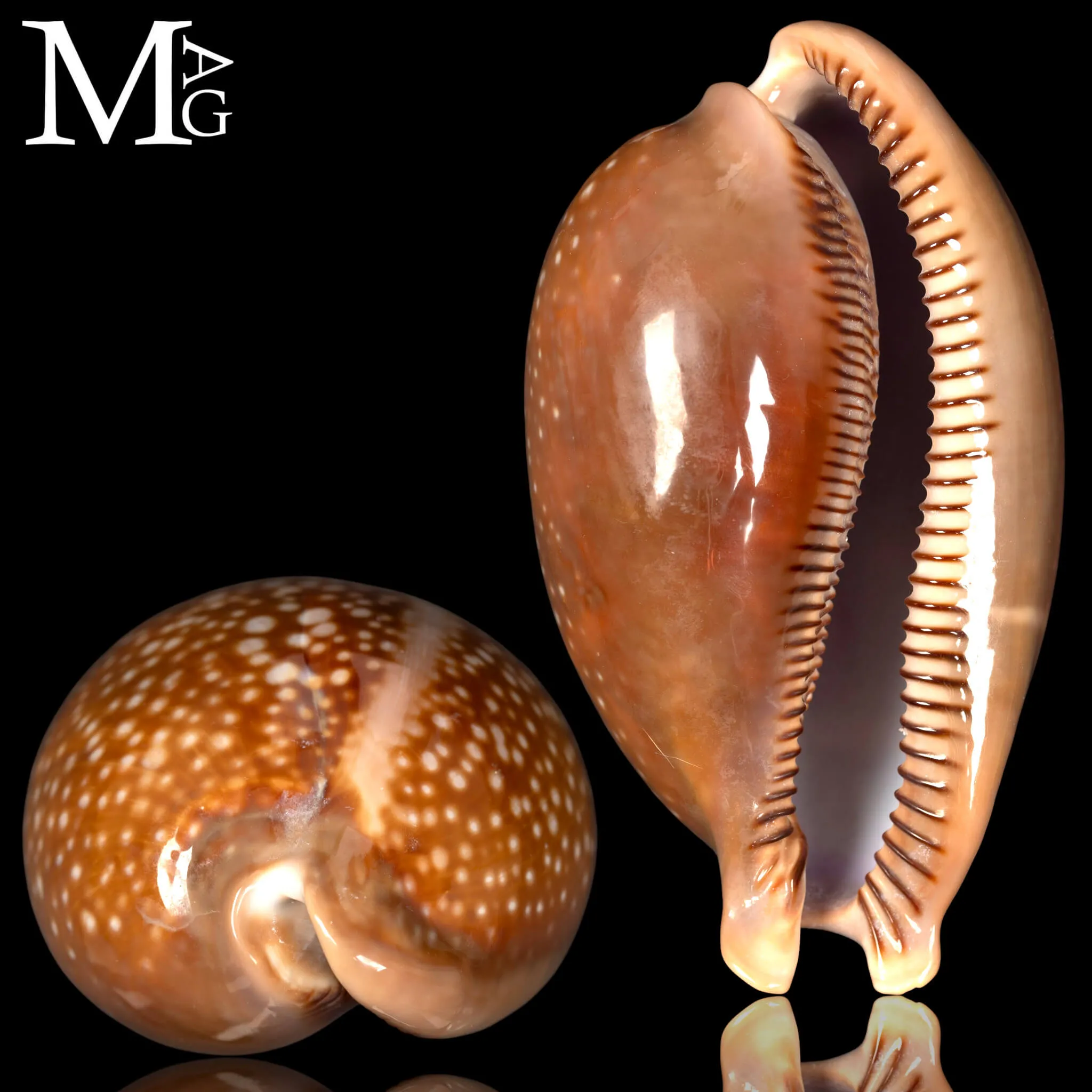 Macrocypraea Cervus