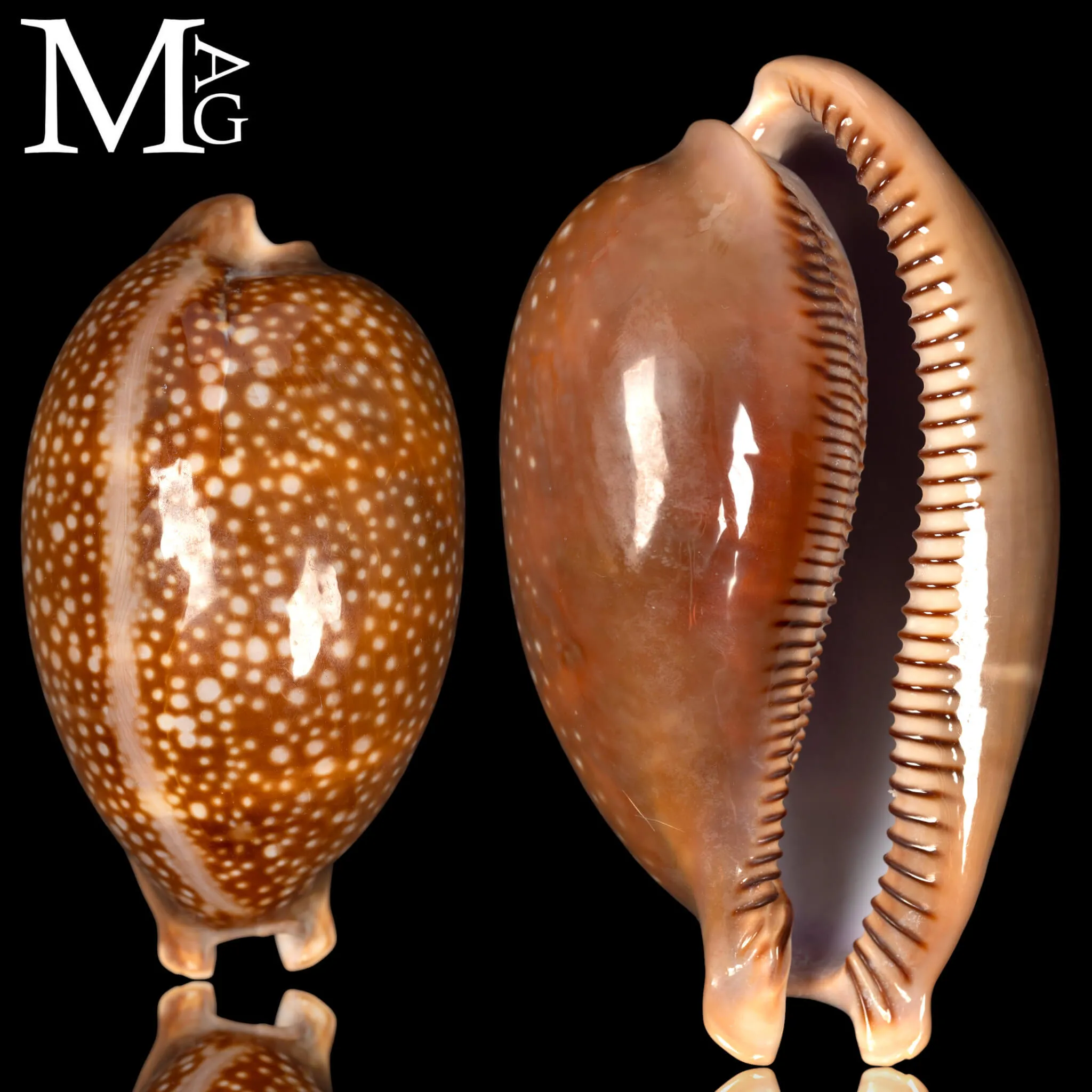 Macrocypraea Cervus