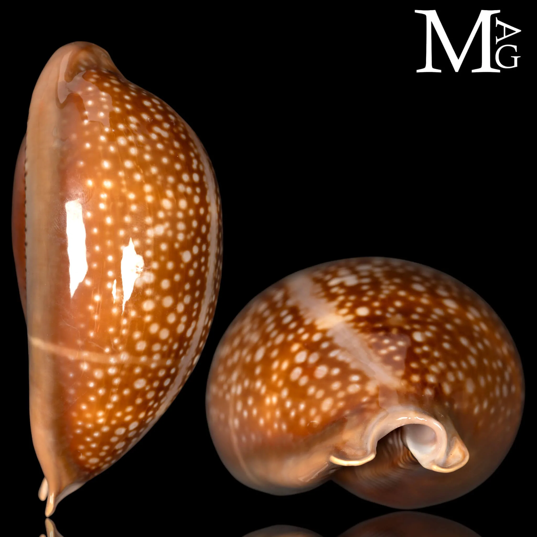 Macrocypraea Cervus