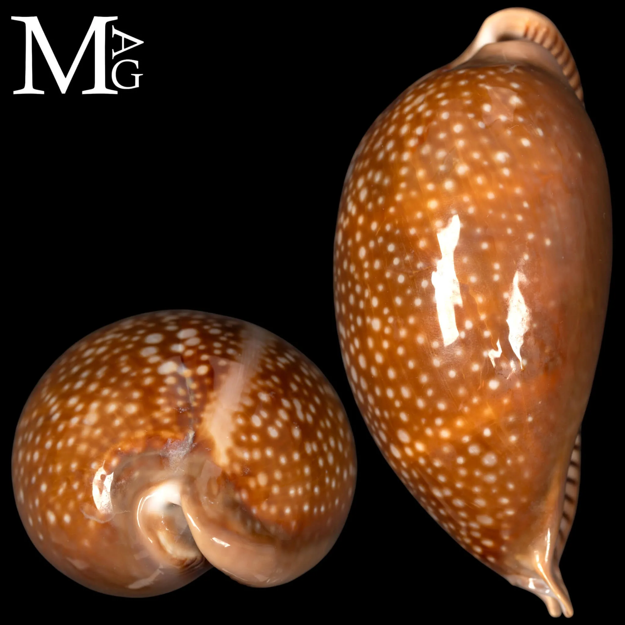 Macrocypraea Cervus