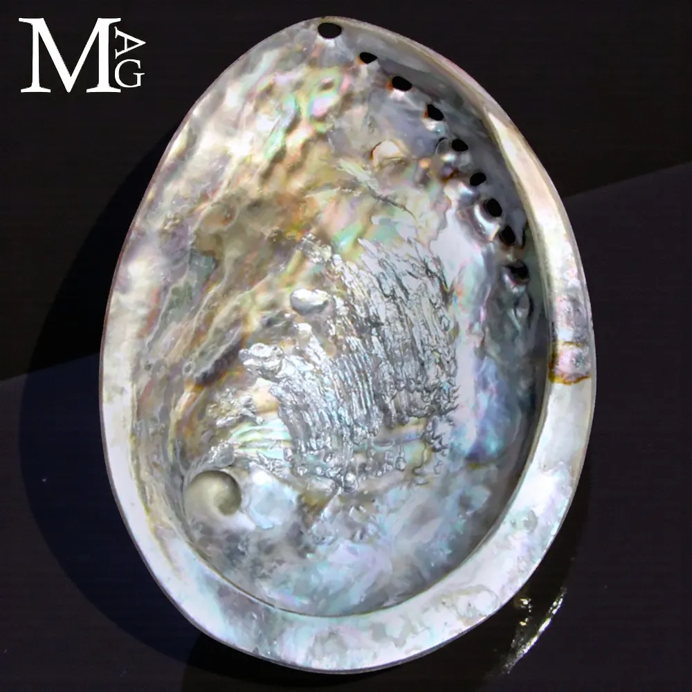 Haliotis Midae – Abalone lucido del Sud Africa