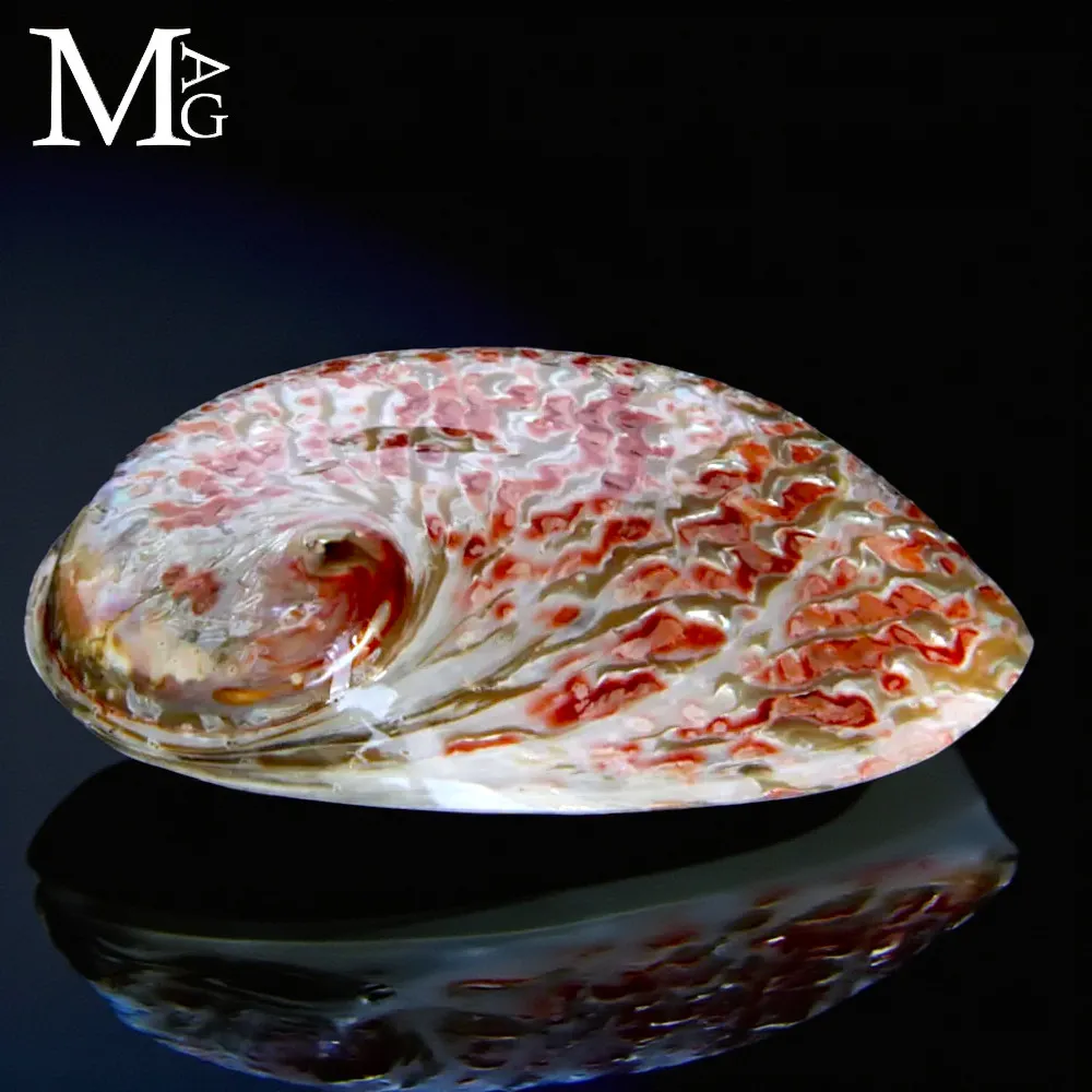 Haliotis Midae – Abalone lucido del Sud Africa