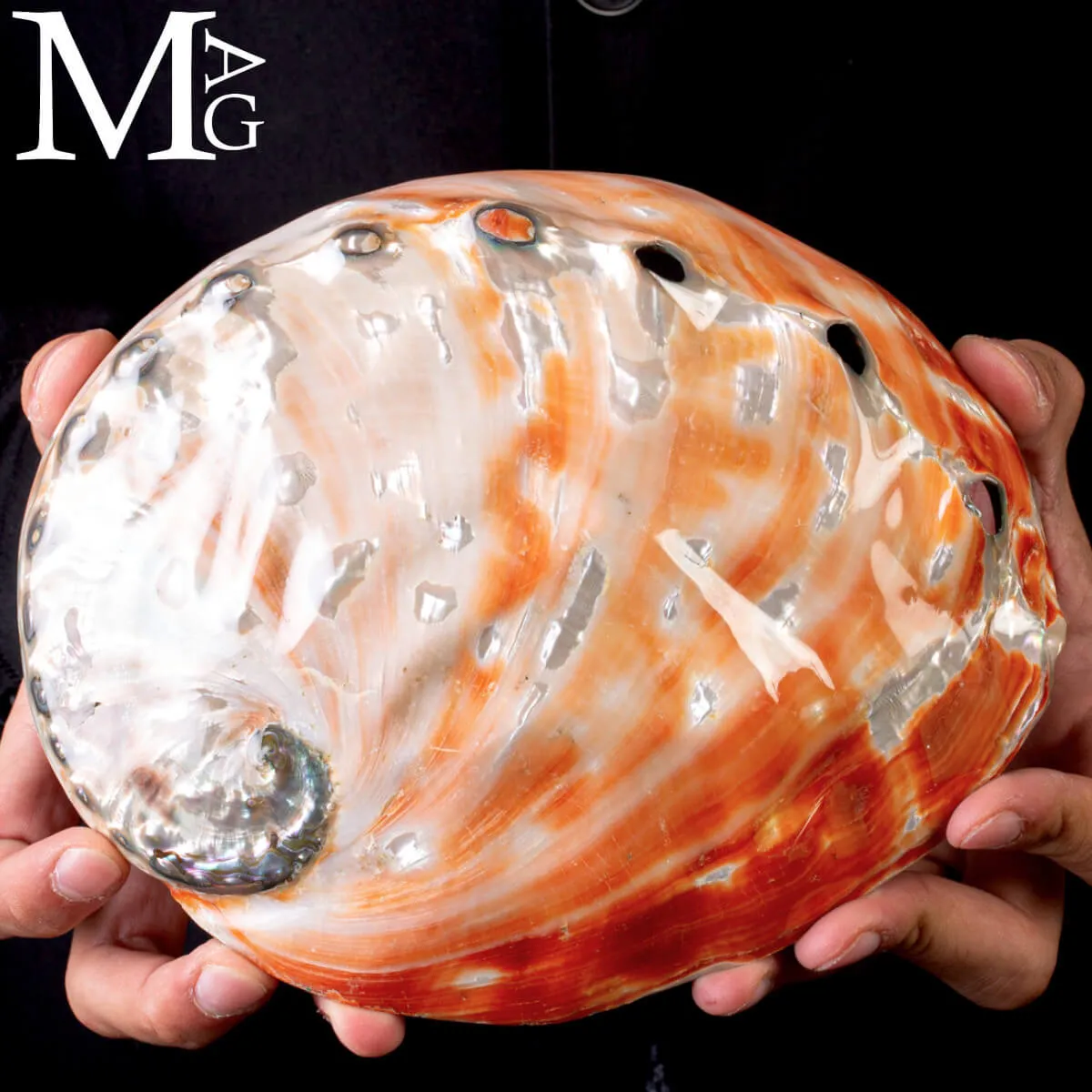 Haliotis Rufescens – Abalone rosso di Baja California - Messico
